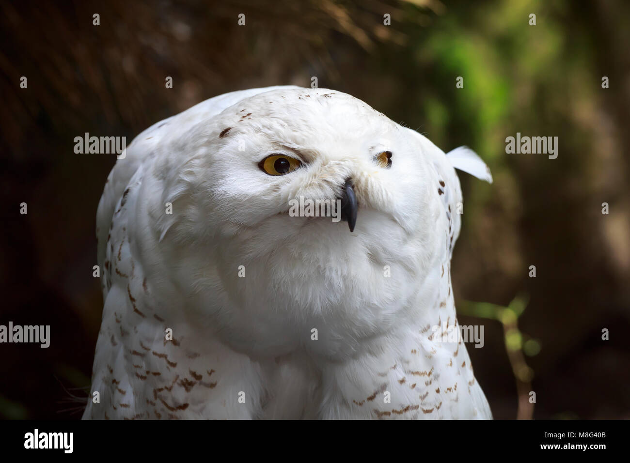 Closeup portrait of a white snowy owl (Bubo scandiacus) bird of prey on a dark background. Stock Photo