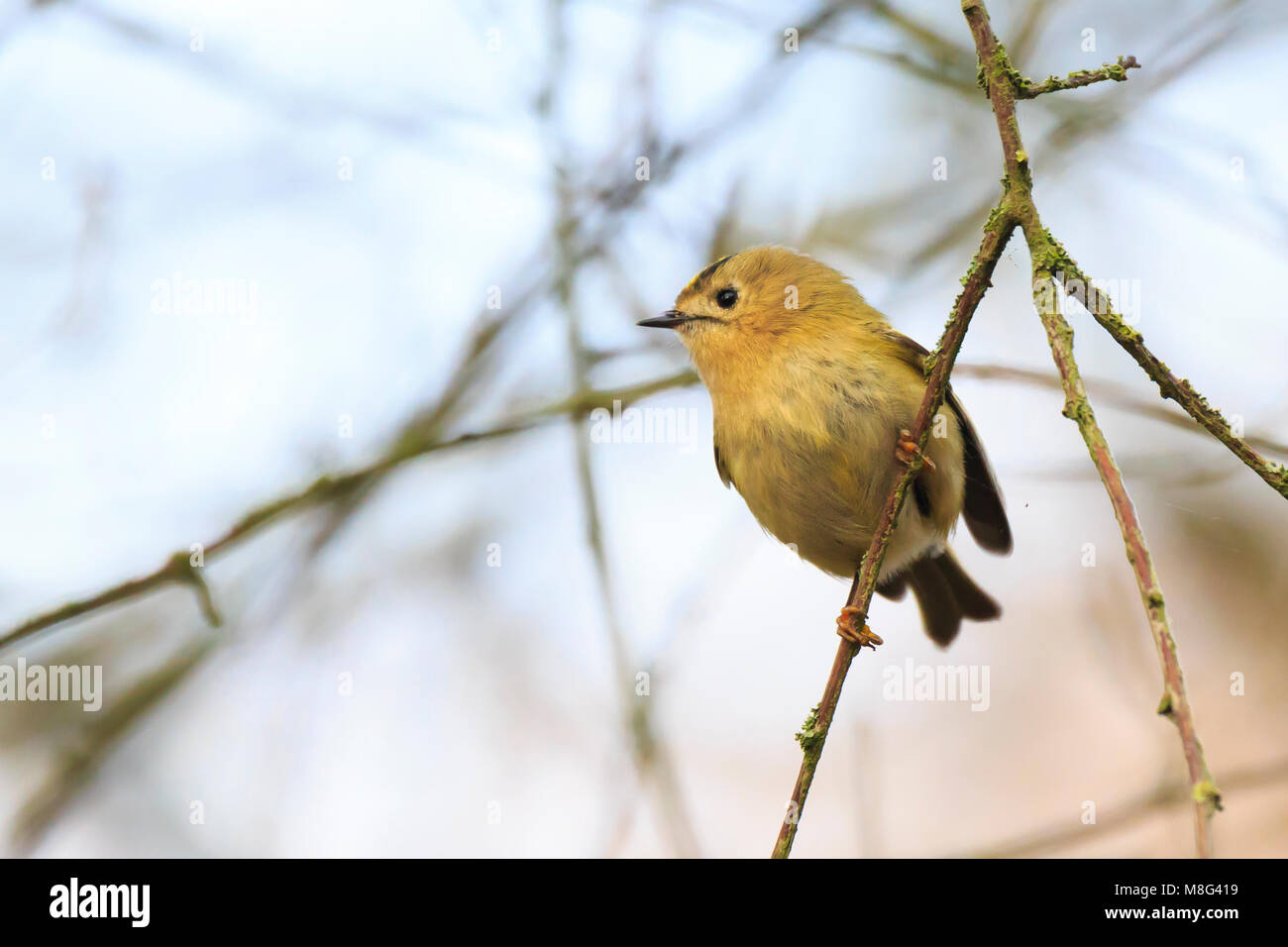 Goldcrest bird (Regulus regulus) foraging through branches of trees and bush Stock Photo