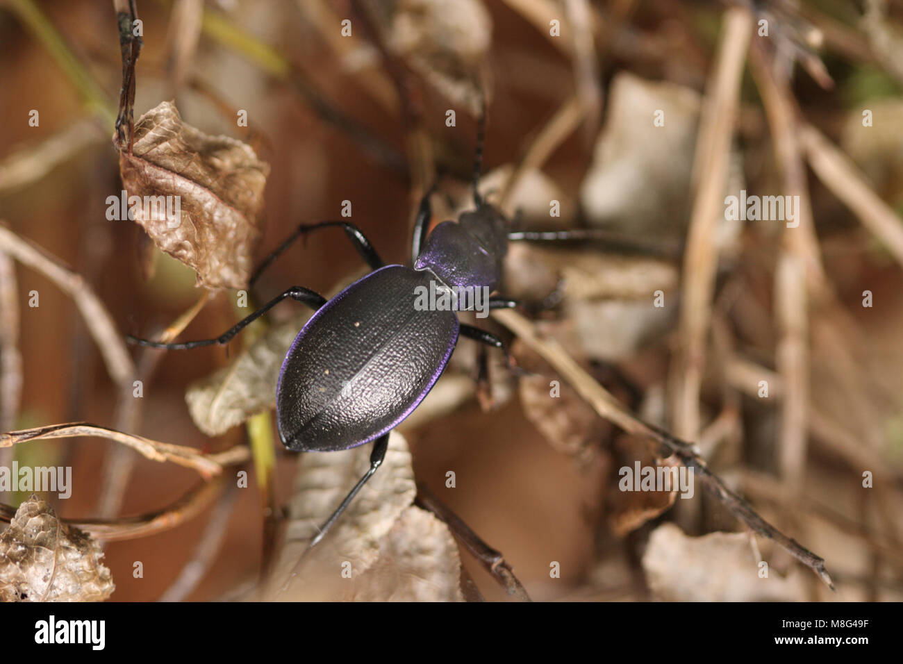 Violet ground beetle, Carabus violaceus Stock Photo