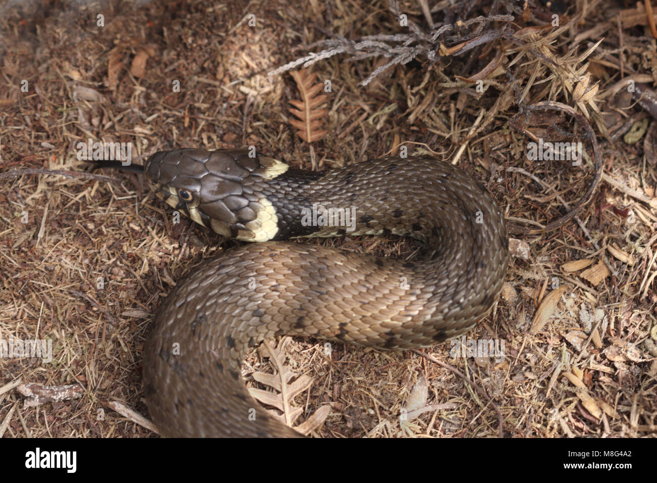 head of male grass snake, natrix helvetica, with tongue extended Stock Photo