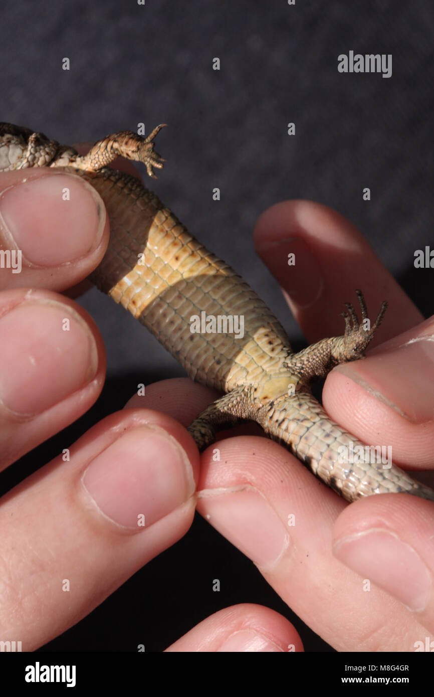 Underside of female Common lizard, Zootoca vivipara Stock Photo