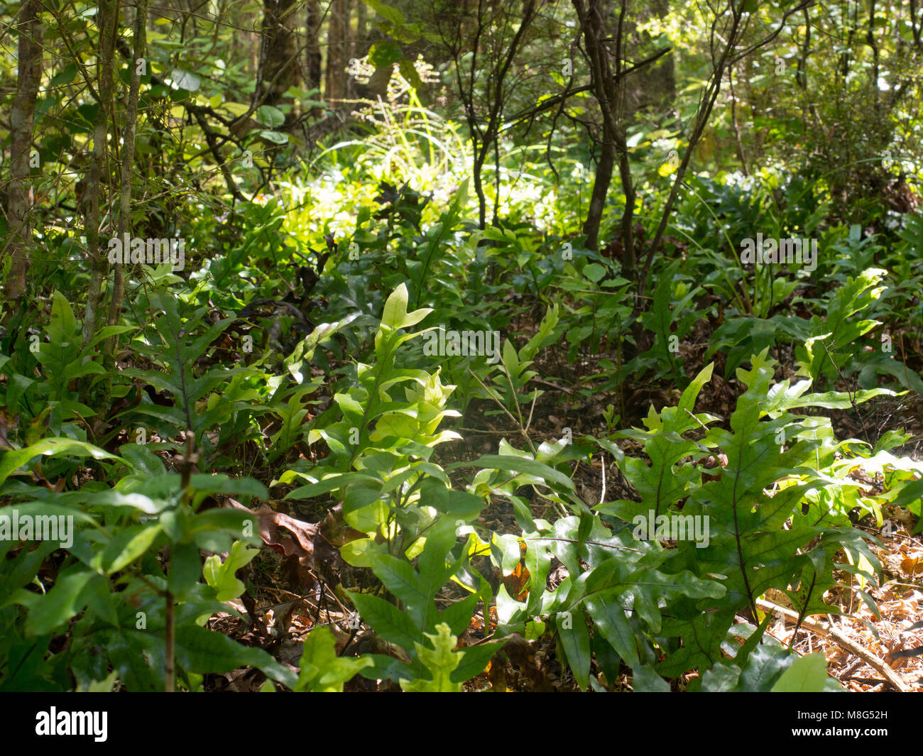 A bush with no foliage hi-res stock photography and images - Alamy
