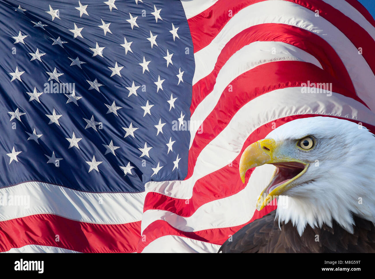 Bald Eagle and the flag of the USA Stock Photo