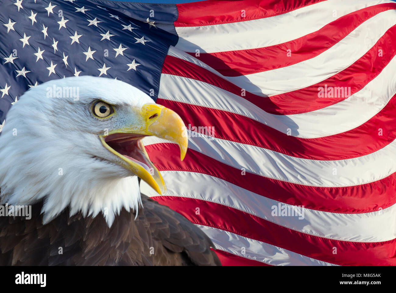 Bald Eagle and the flag of the USA Stock Photo