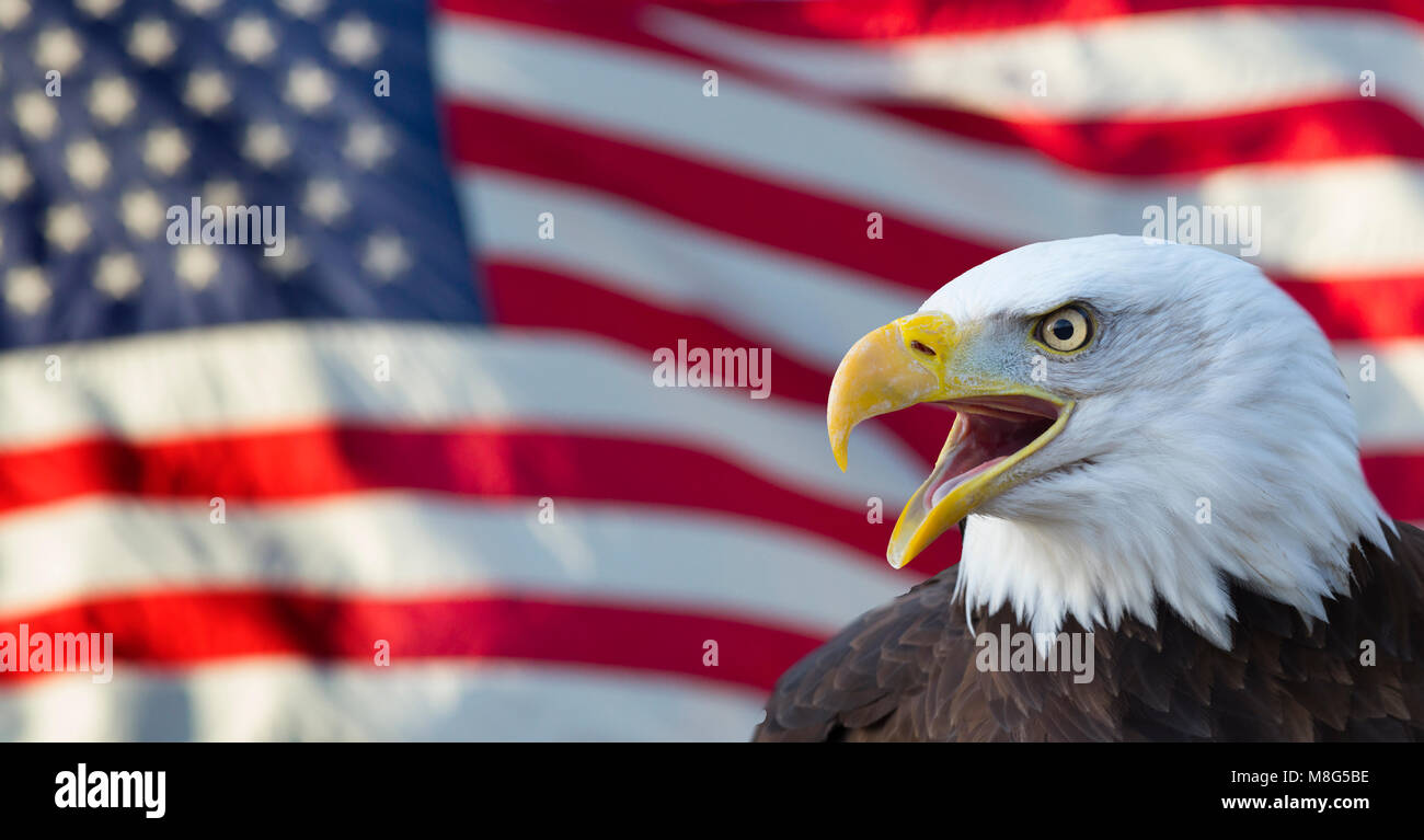 Bald Eagle and the flag of the USA Stock Photo