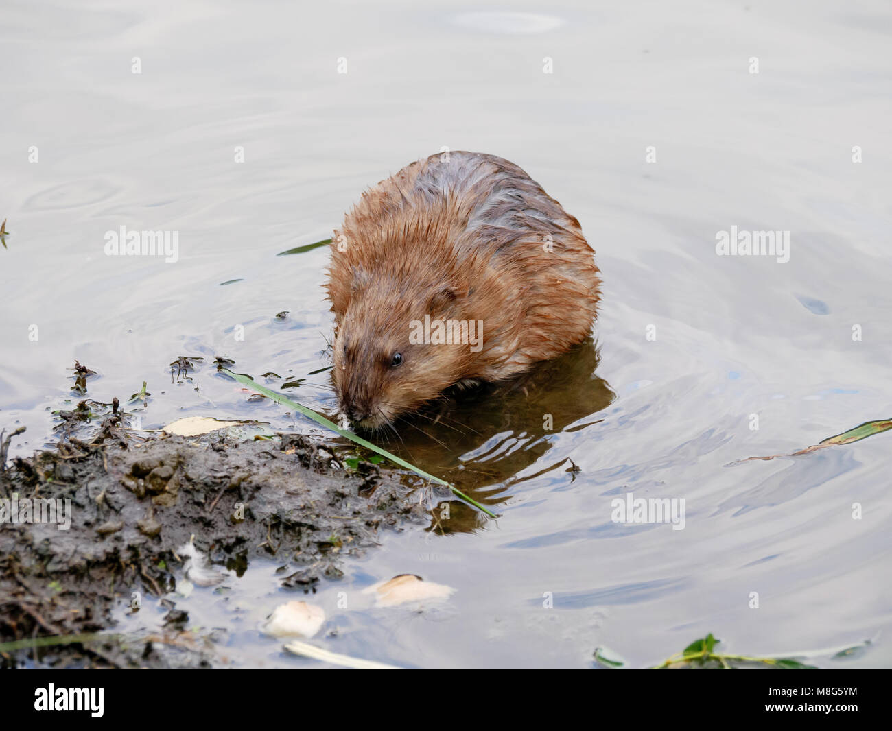 Undatra Ondatra zibethicus, Muskrat. Russia, Moscow Stock Photo - Alamy