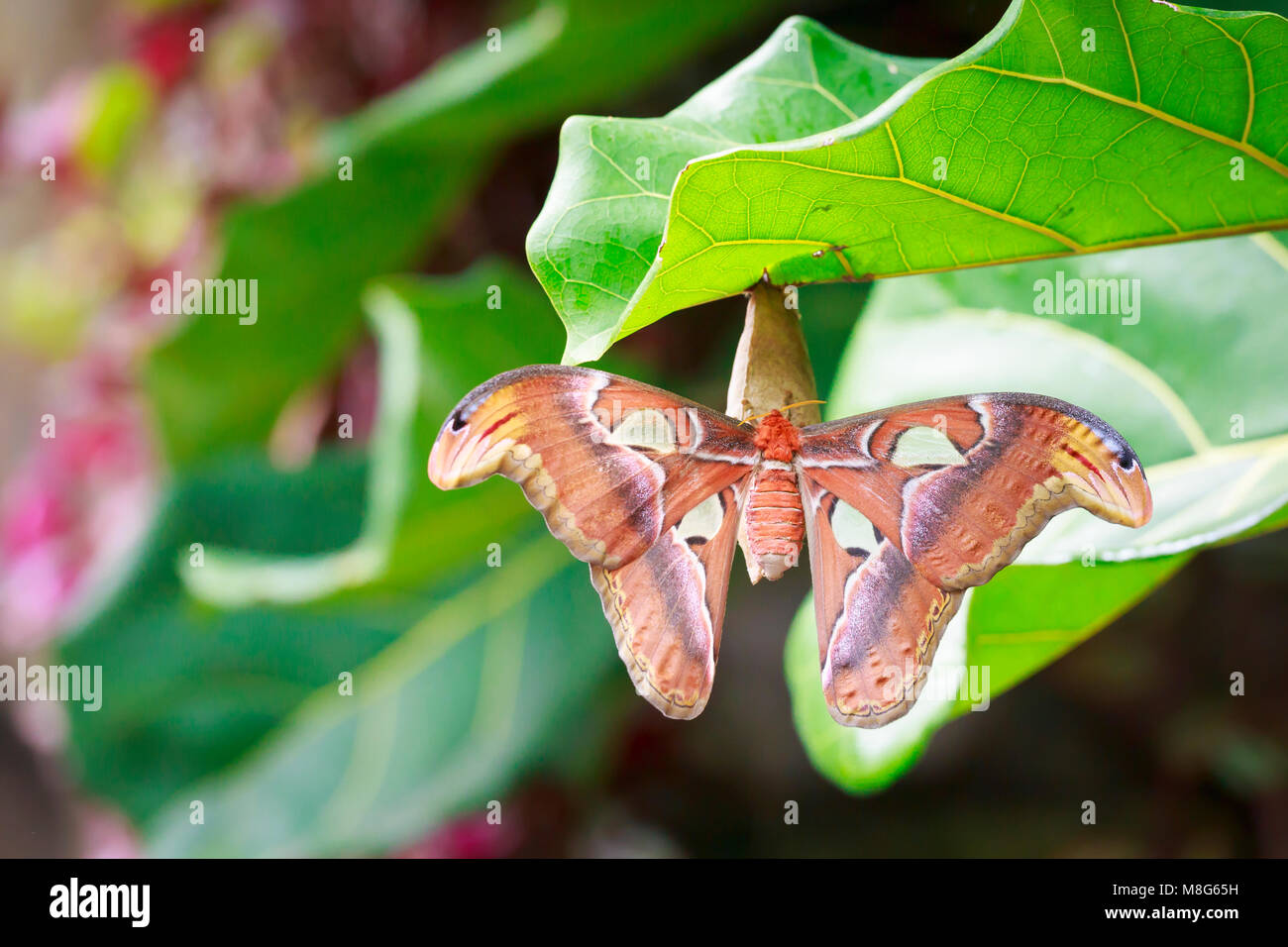 Large Atlas moth tropical butterfly (Attacus atlas) resting on a big green leaf in jungle vegetation. Stock Photo