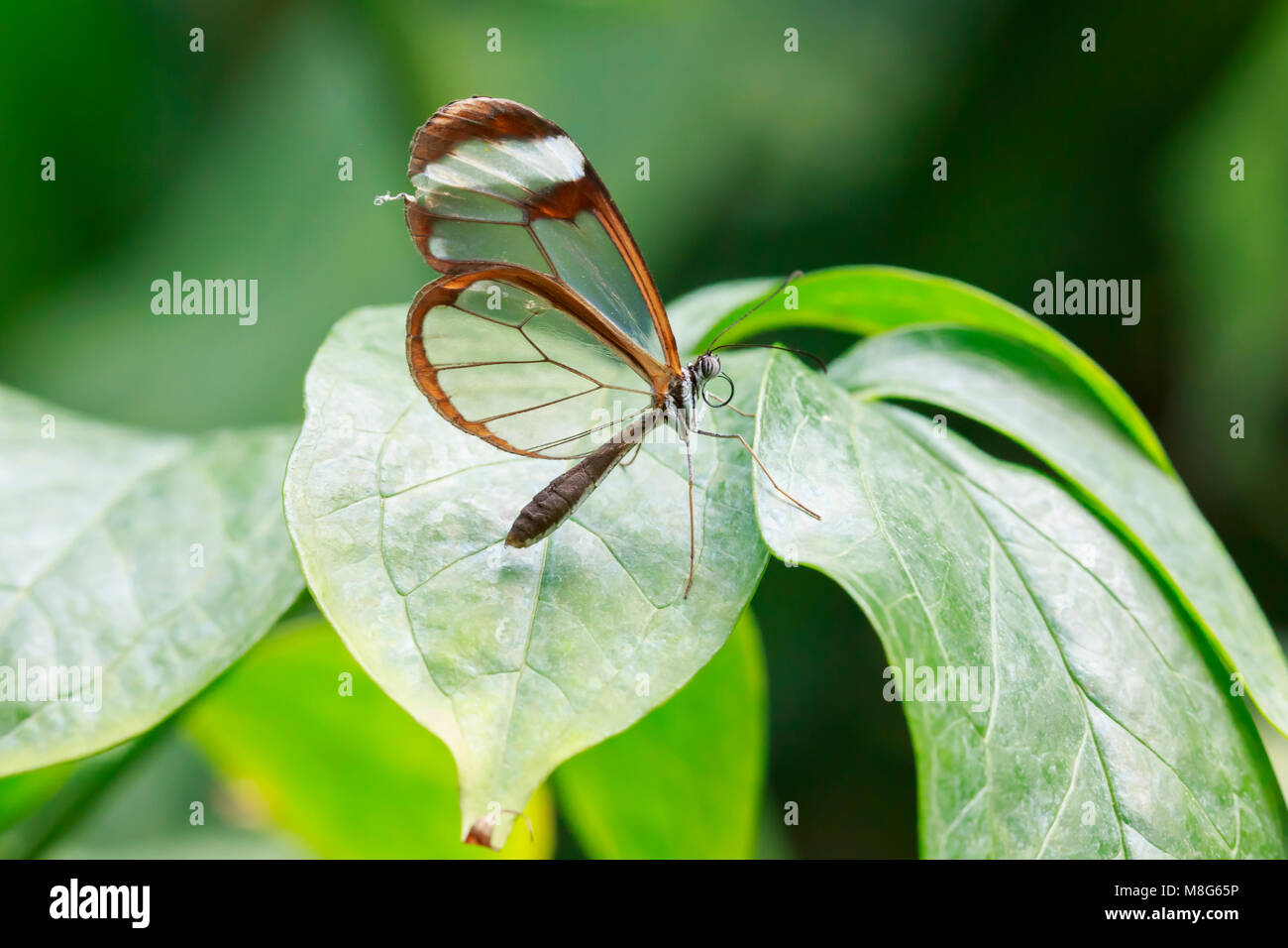 Close up portrait of a Greta oto, the glasswinged butterfly or glasswing. The background is brightly lit and vibrant colored. Stock Photo