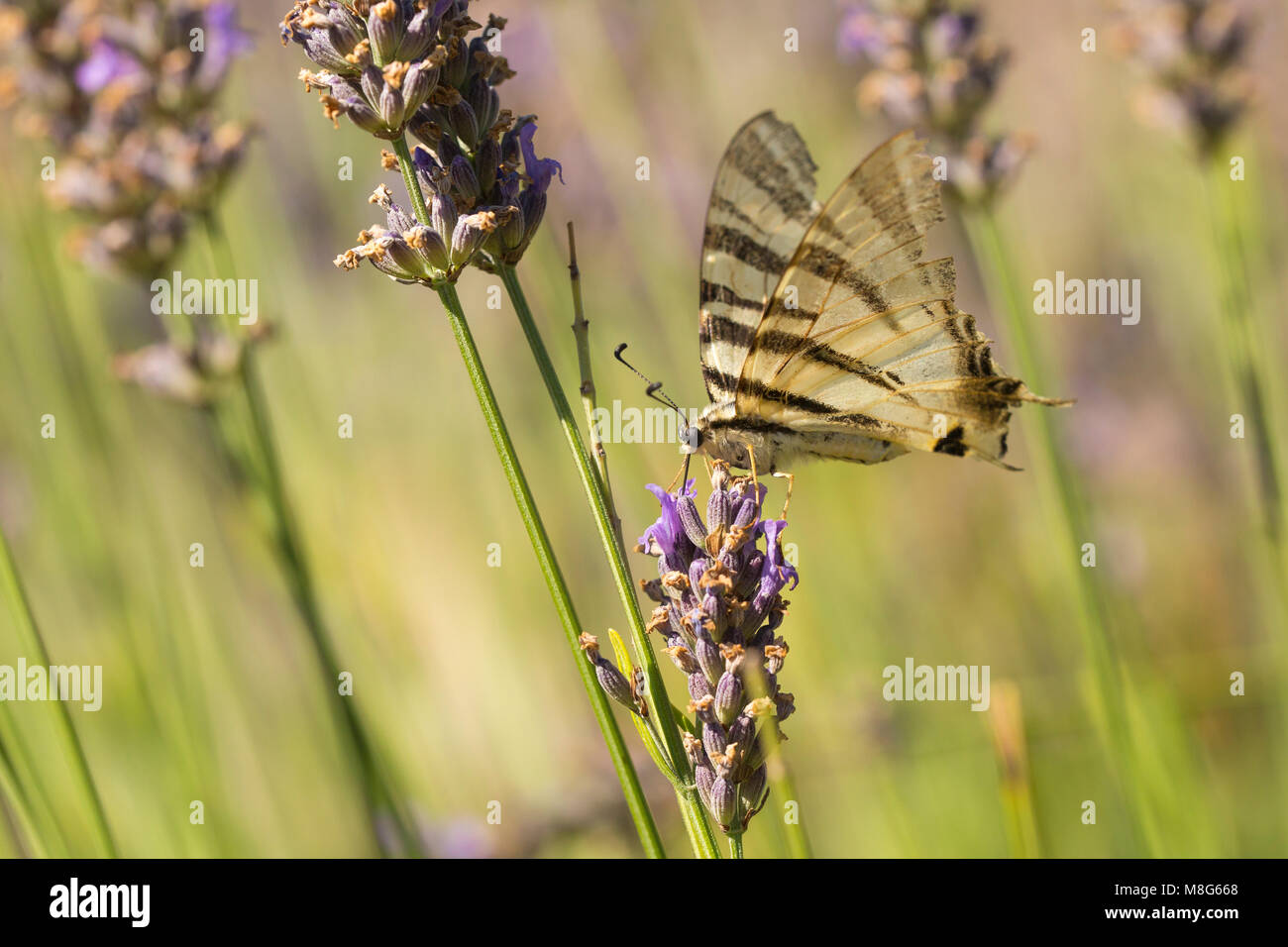 Pollination hi-res stock photography and images - Alamy