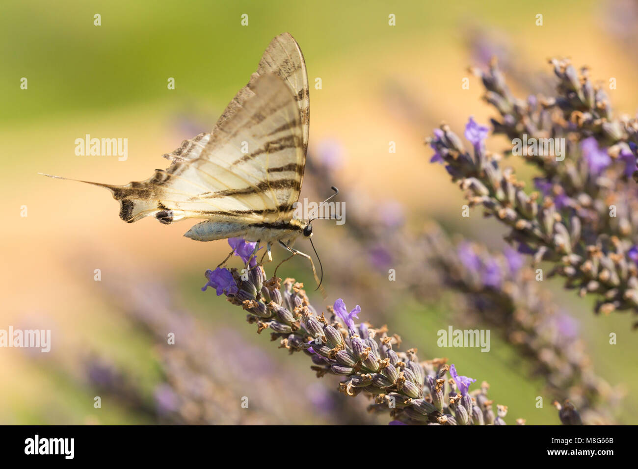 Pollination hi-res stock photography and images - Alamy
