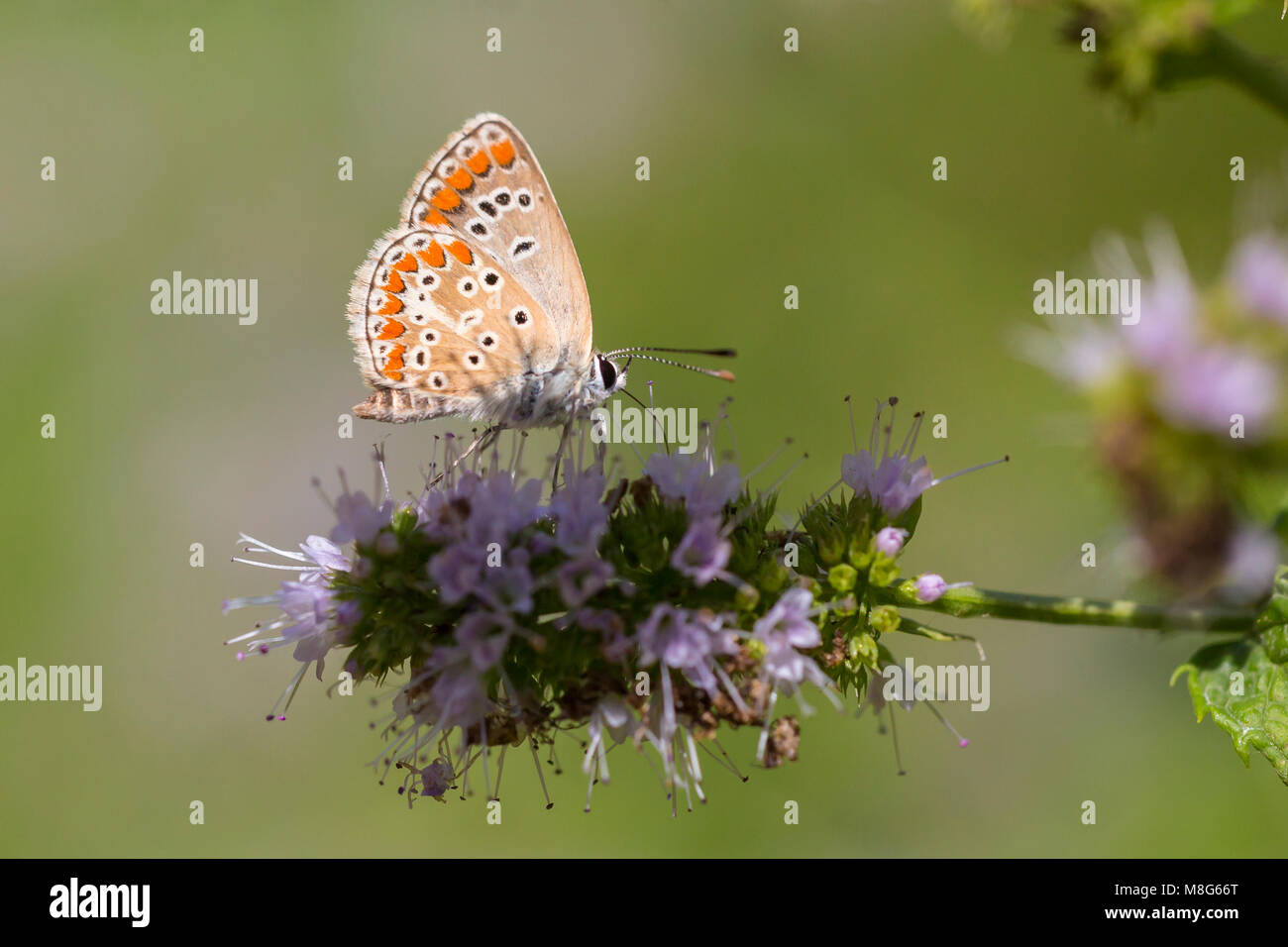 Close up of the brown argus butterfly, Aricia agestis, resting on vegetation Stock Photo