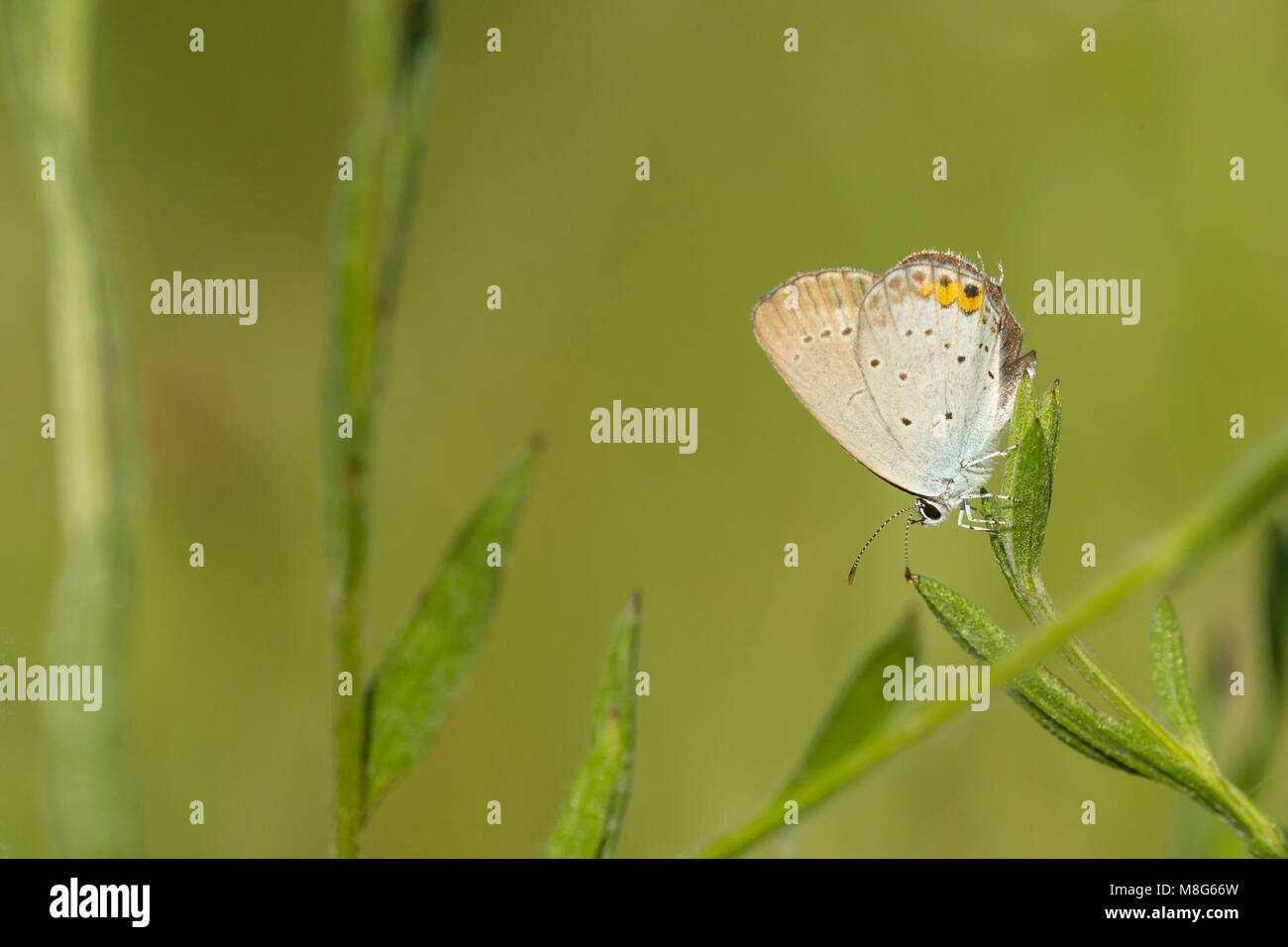 Close up of a short-tailed blue or tailed Cupid, Cupido argiades, resting on vegetation in sunlight during daytime in Summer season Stock Photo
