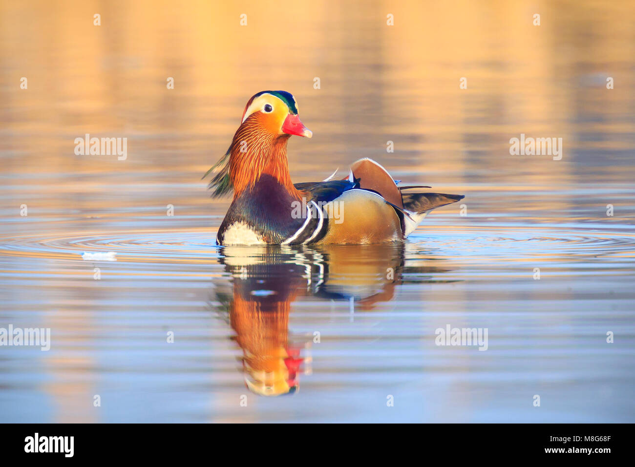 Colorful close-up of a male Mandarin duck (Aix galericulata) swimming ...