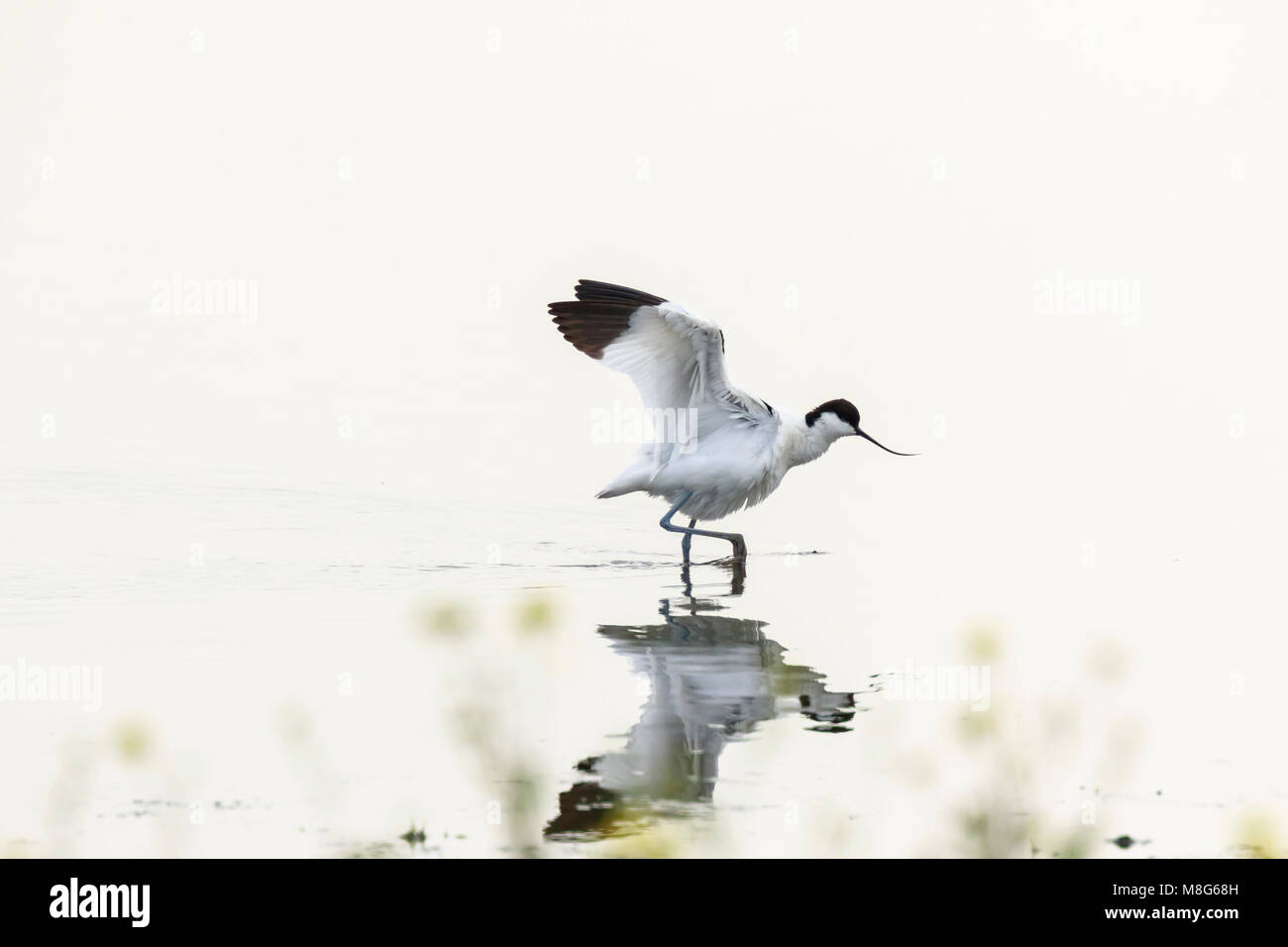 Minimalistic and artistic nature. Pied Avocet waterfowl Recurvirostra avosetta walking in water wetlands Stock Photo