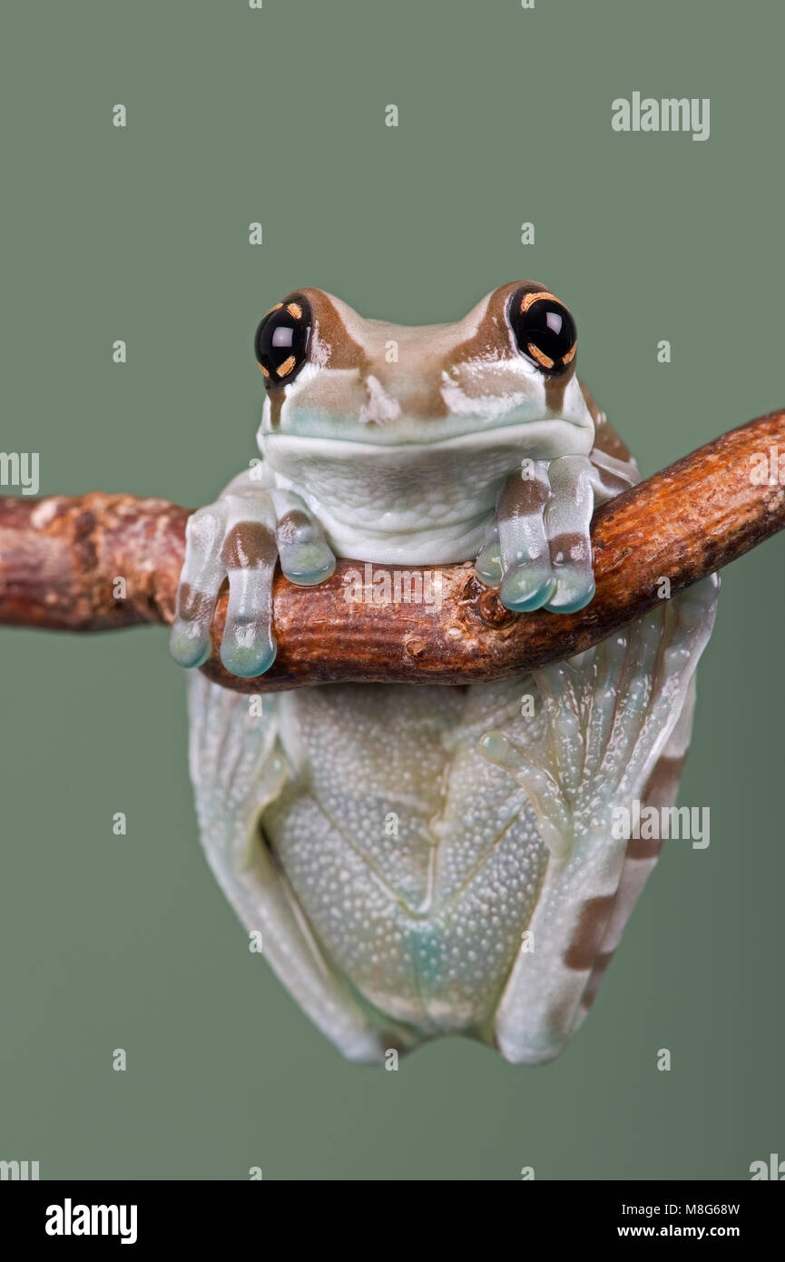 Amazon Milk Frog (Trachycephalus resinifictrix Stock Photo Alamy