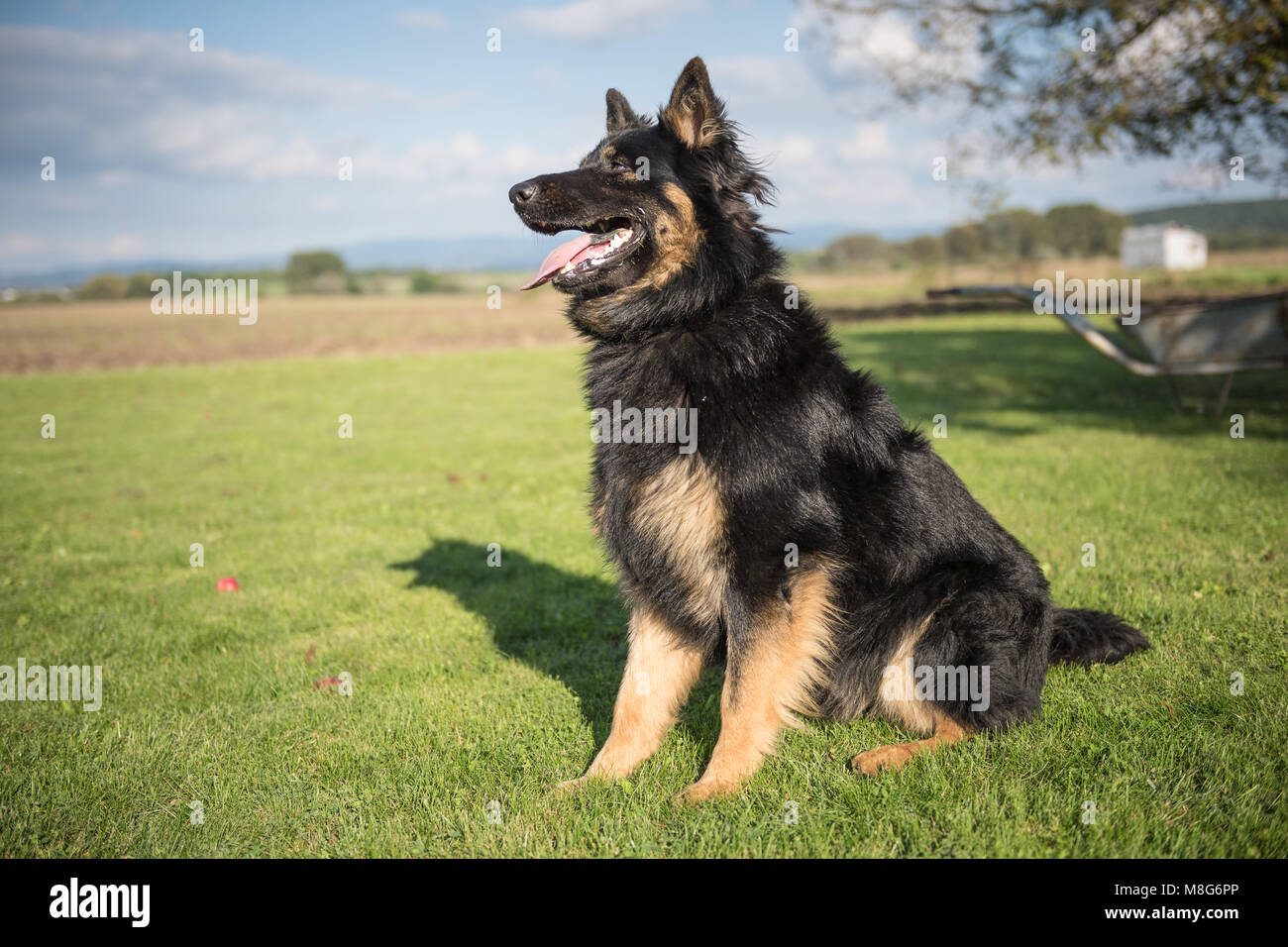 Bohemian shepherd hires stock photography and images Alamy