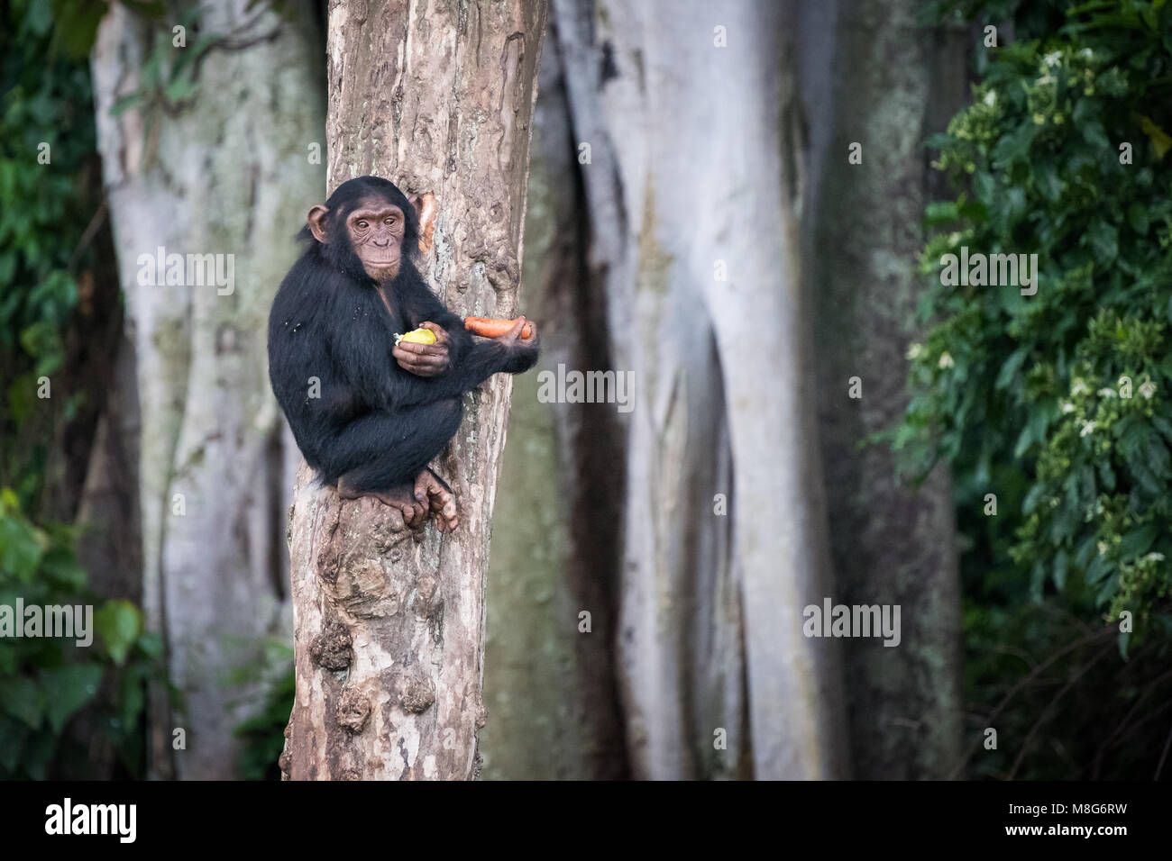 Young chimpanzee sits on a tree after picking up food in the Ngamba Island Chimpanzee Sanctuary in Uganda Stock Photo