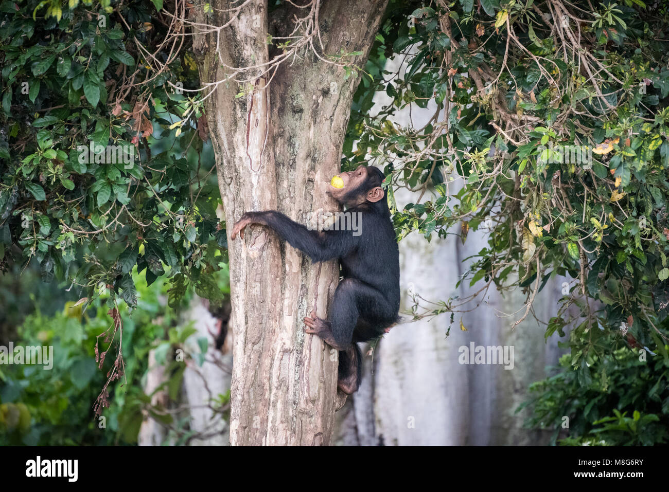 Young chimpanzee climbs on a tree after picking up food in the Ngamba Island Chimpanzee Sanctuary in Uganda Stock Photo