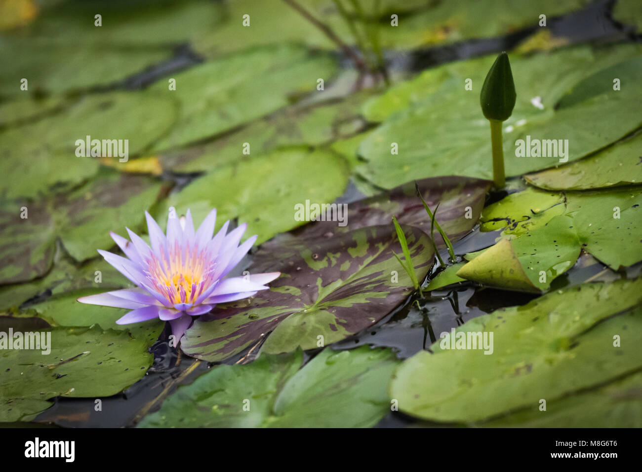 Egyptian Lily High Resolution Stock Photography and Images - Alamy