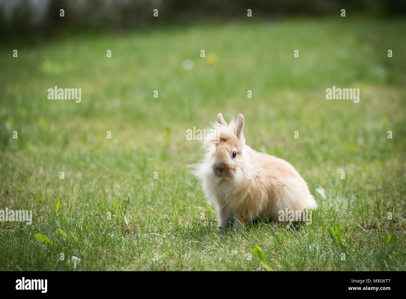 Baby Lionhead Rabbit on a grass looks towards camera Stock Photo Alamy