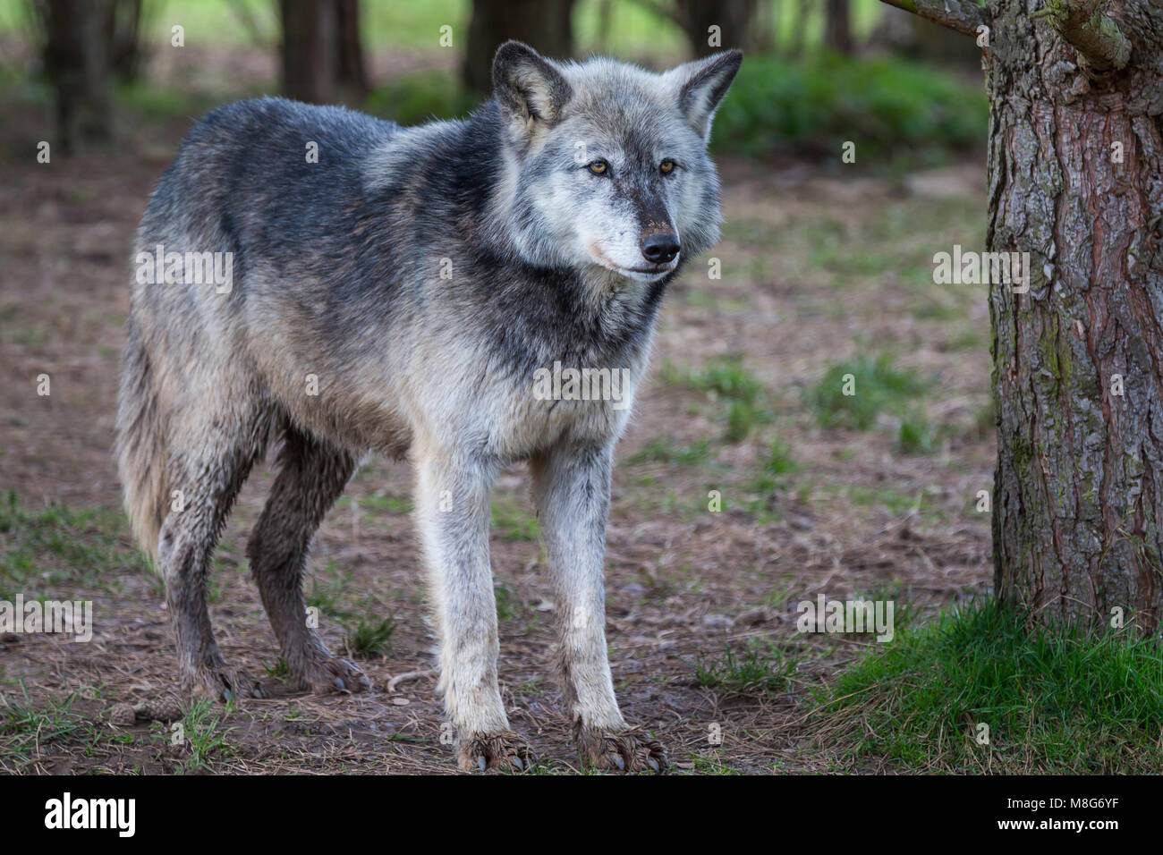 Wolf pictured in U conservation society, Wolves are held in large areas ...