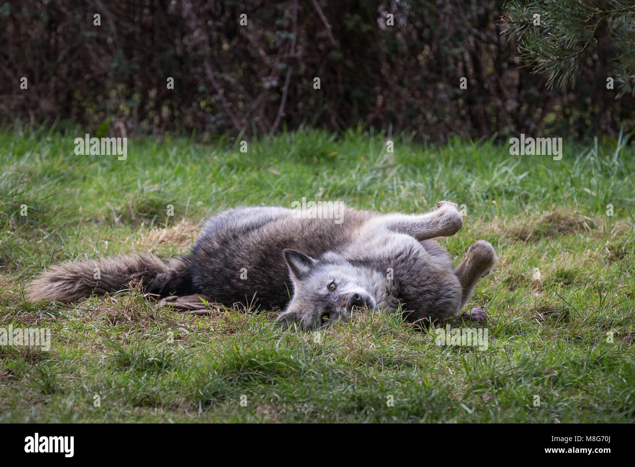 Wolf pictured in U conservation society, Wolves are held in large areas and well looked after, They have saved many wolves from certain death. Stock Photo