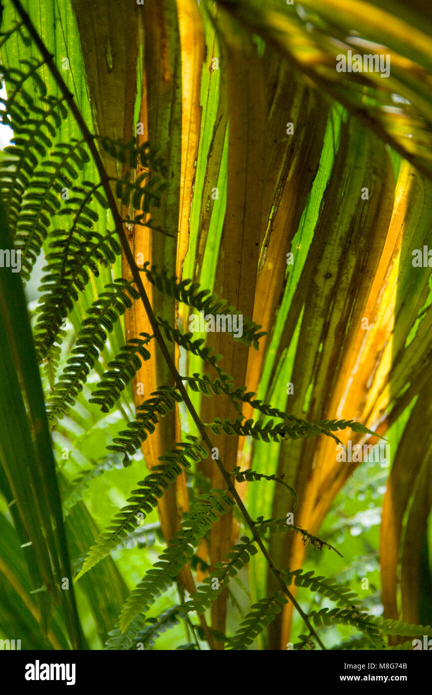 Backlit palm frond isolates a fern frond in the foreground. Stock Photo