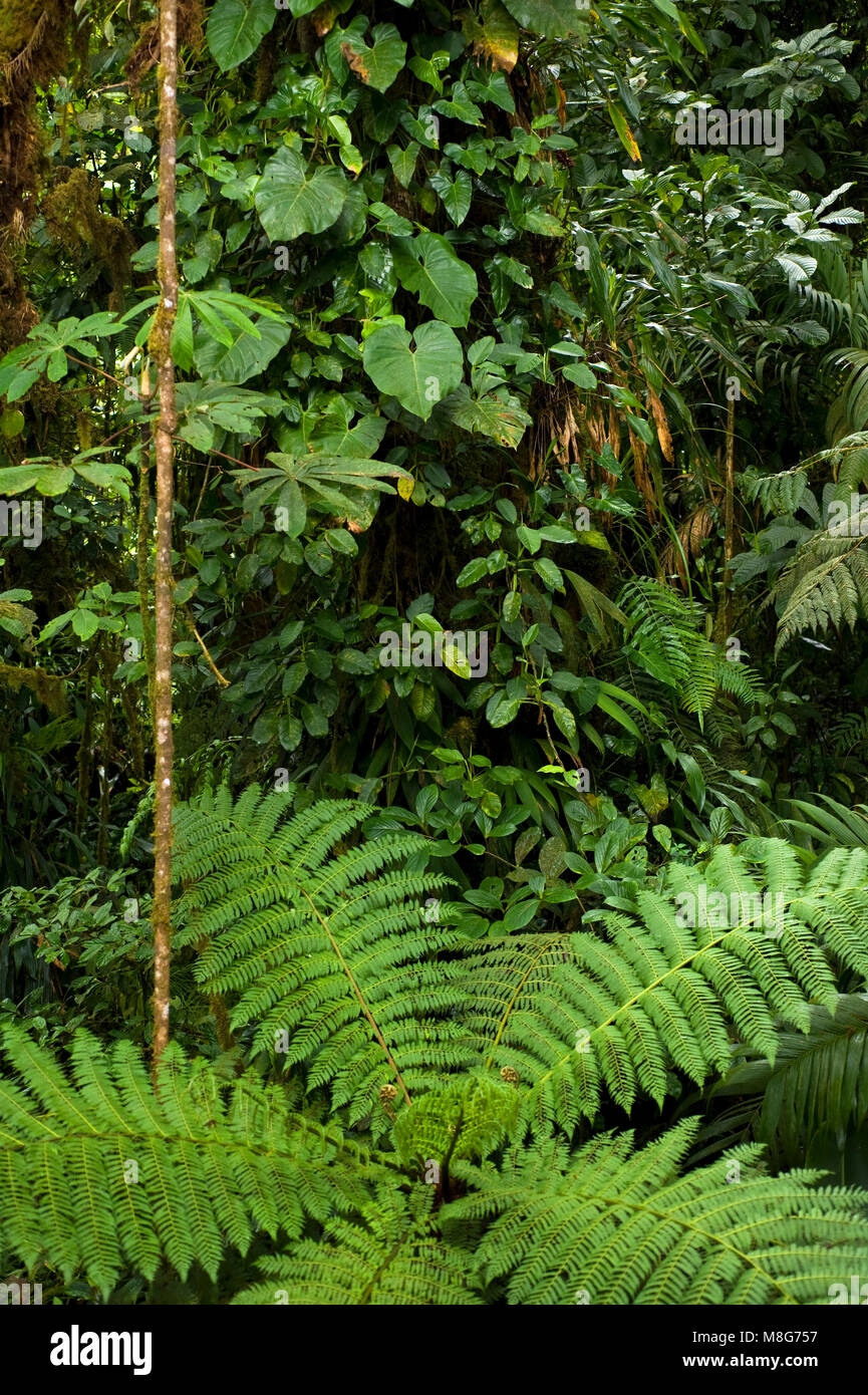 An overhead view provides a different perspective of the lush foliage on the rainforest floor in the Monteverde Cloud Forest Reserve. Stock Photo