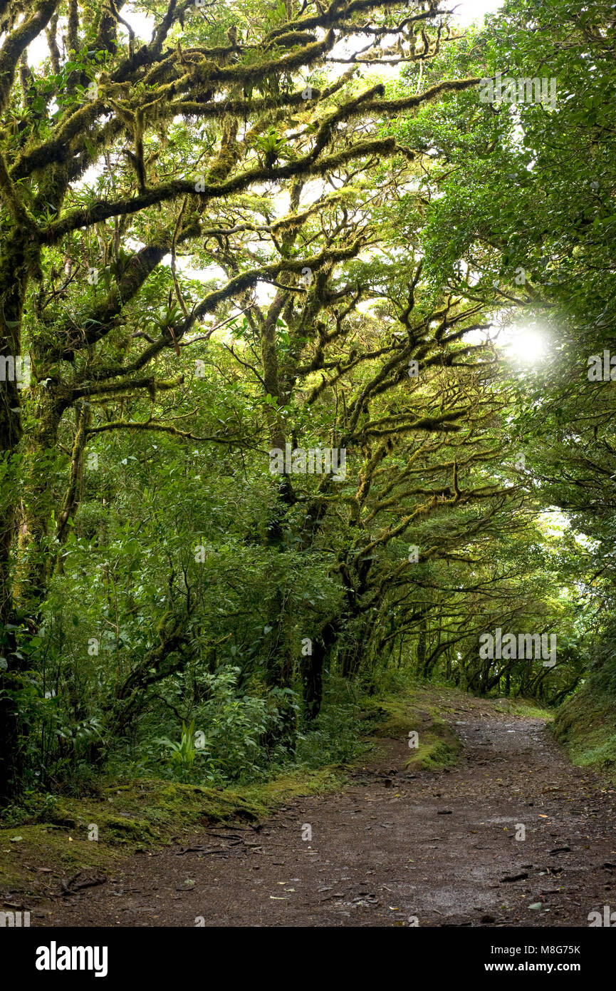 A line of trees arch overhead a hiking trail in Monteverde Cloud Forest in Costa Rica. Stock Photo