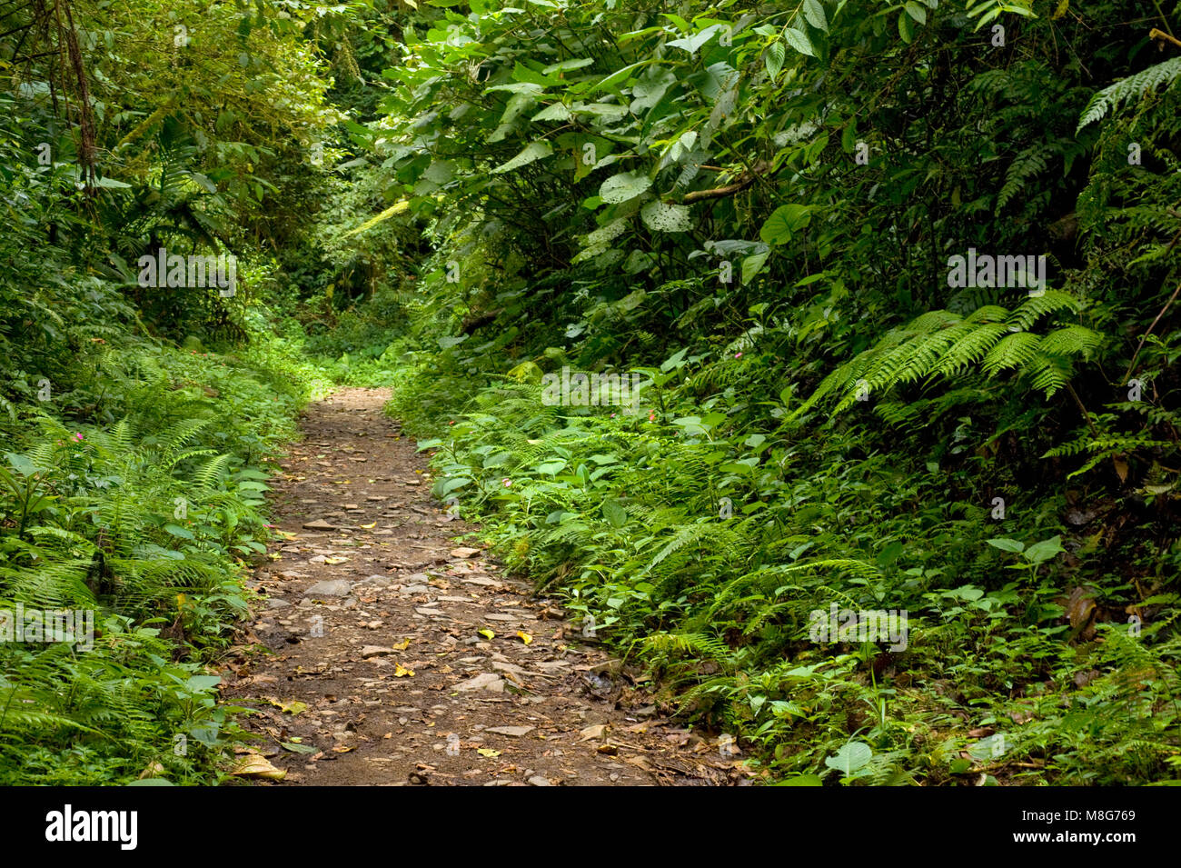 Lush, green foliage surrounds the numerous hiking trails in Monteverde Cloud Forest in Costa Rica. Stock Photo