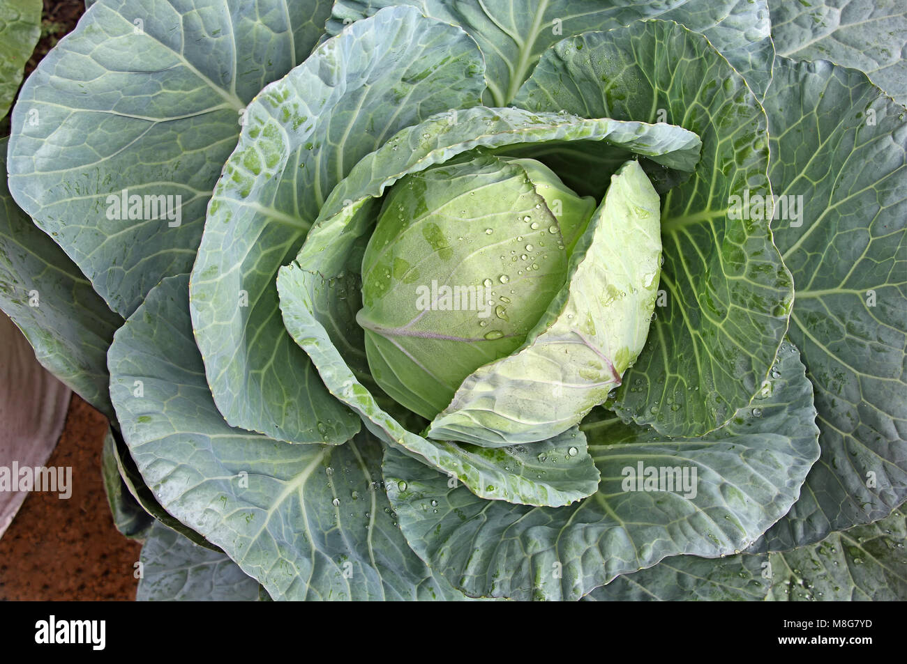 Close up of cabbage fruit bud growing in a vegetable field in Kerala