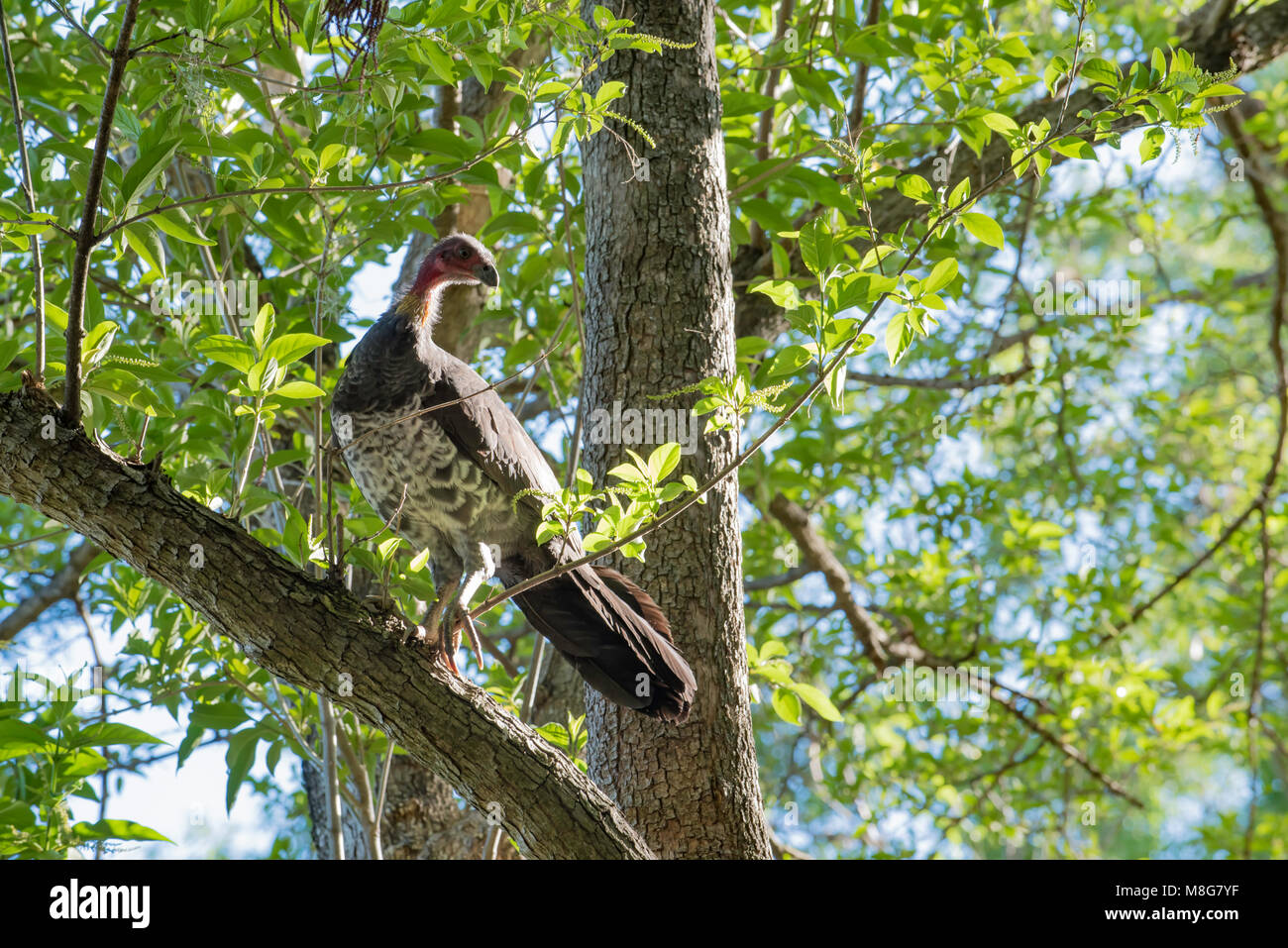 A female Australian Brush Turkey (Alectura lathami) also frequently called the scrub turkey or bush turkey, in a tree in a Sydney backyard Stock Photo