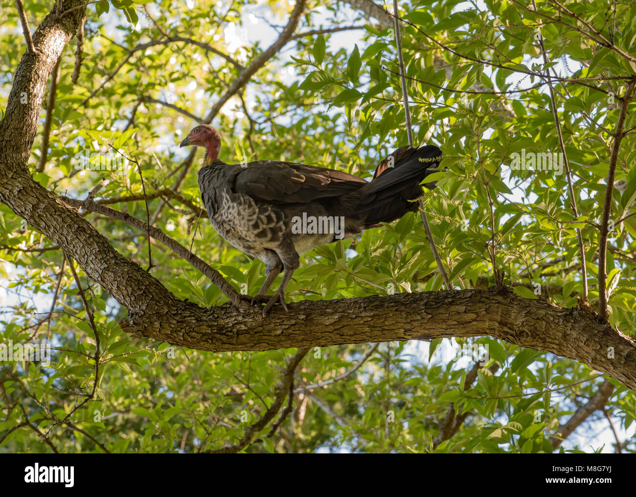 A female Australian Brush Turkey (Alectura lathami) also frequently called the scrub turkey or bush turkey, in a tree in a Sydney backyard Stock Photo