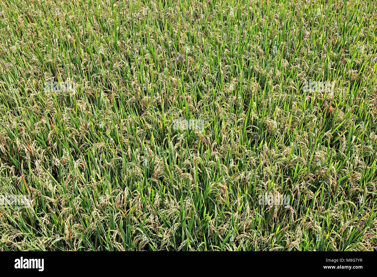 Field of ripening rice paddy plants waiting for harvesting in Kerala, India. Stock Photo
