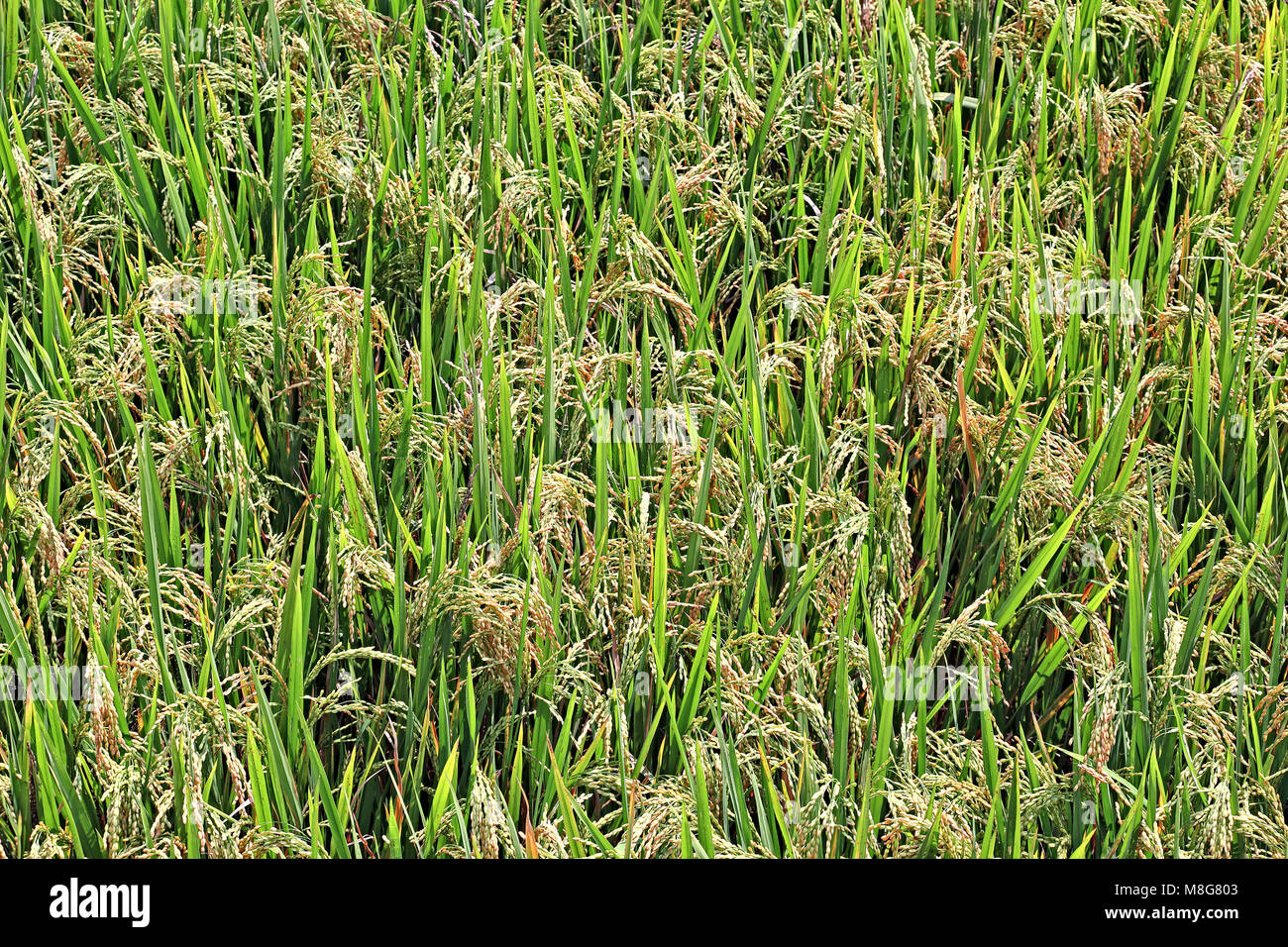 Ripening rice paddy plants growing in field in Kerala, India Stock Photo
