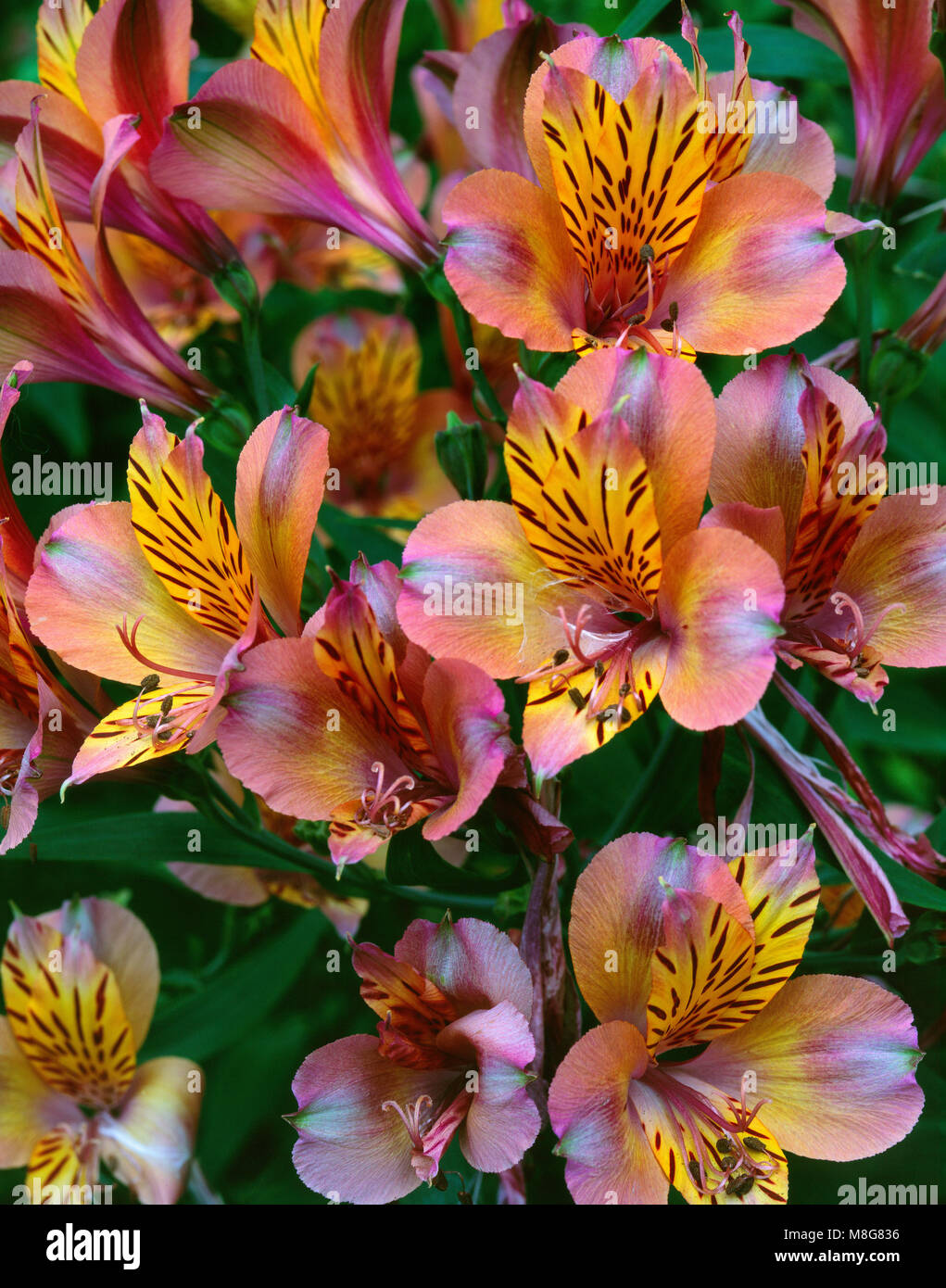 Alstroemeria aurantiaca, Peruvian Lily, Cypress Avenue Garden, Mill Valley, California Stock Photo