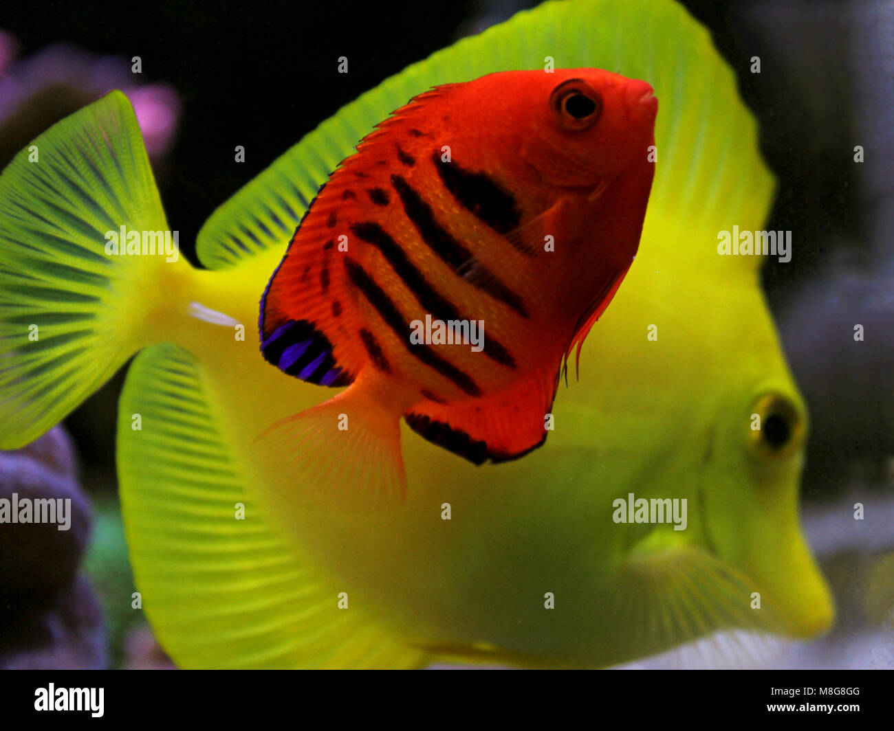 Flame Angelfish (Centropyge loricula Stock Photo Alamy