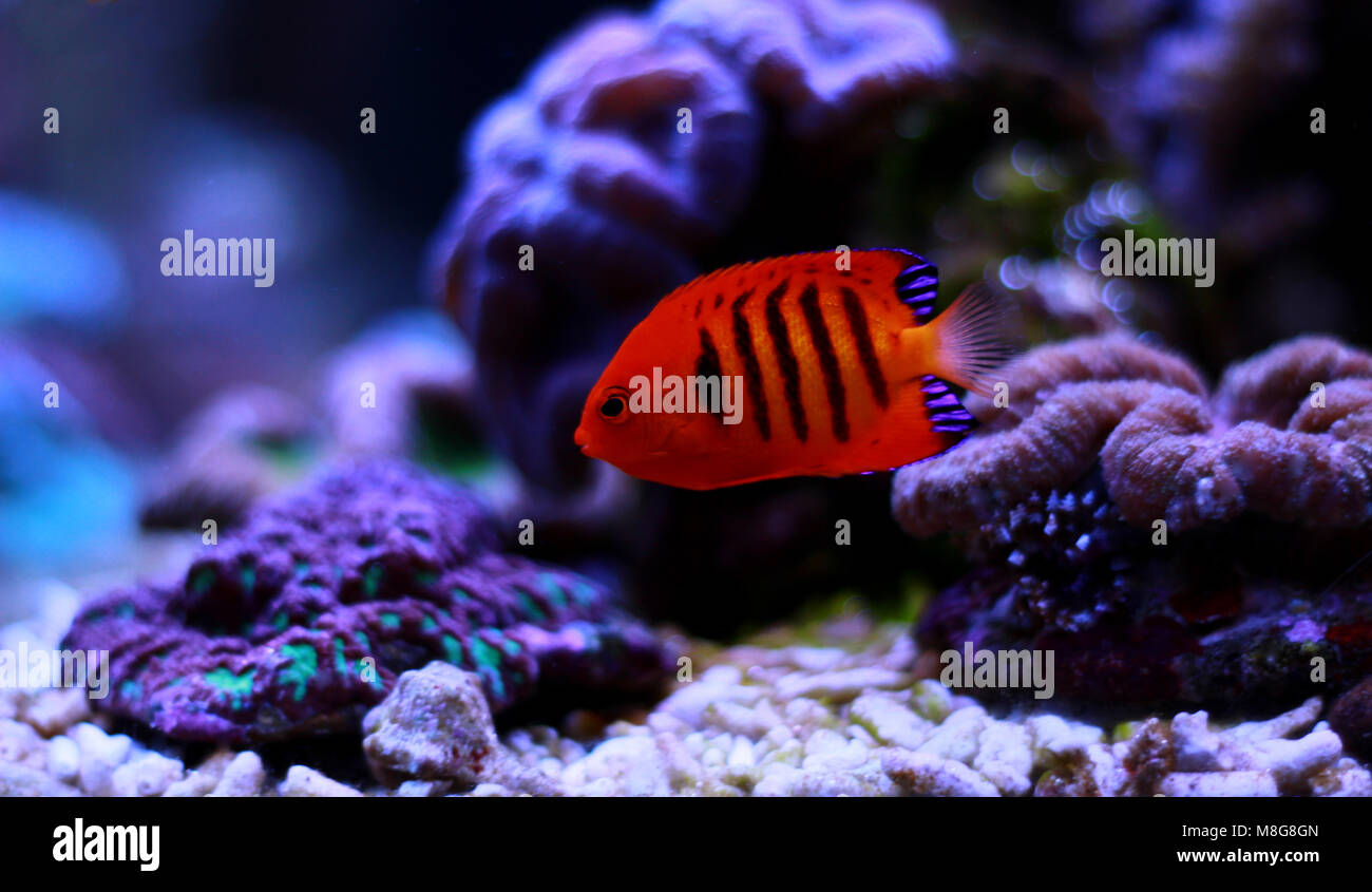 Flame Angelfish (Centropyge loricula Stock Photo - Alamy