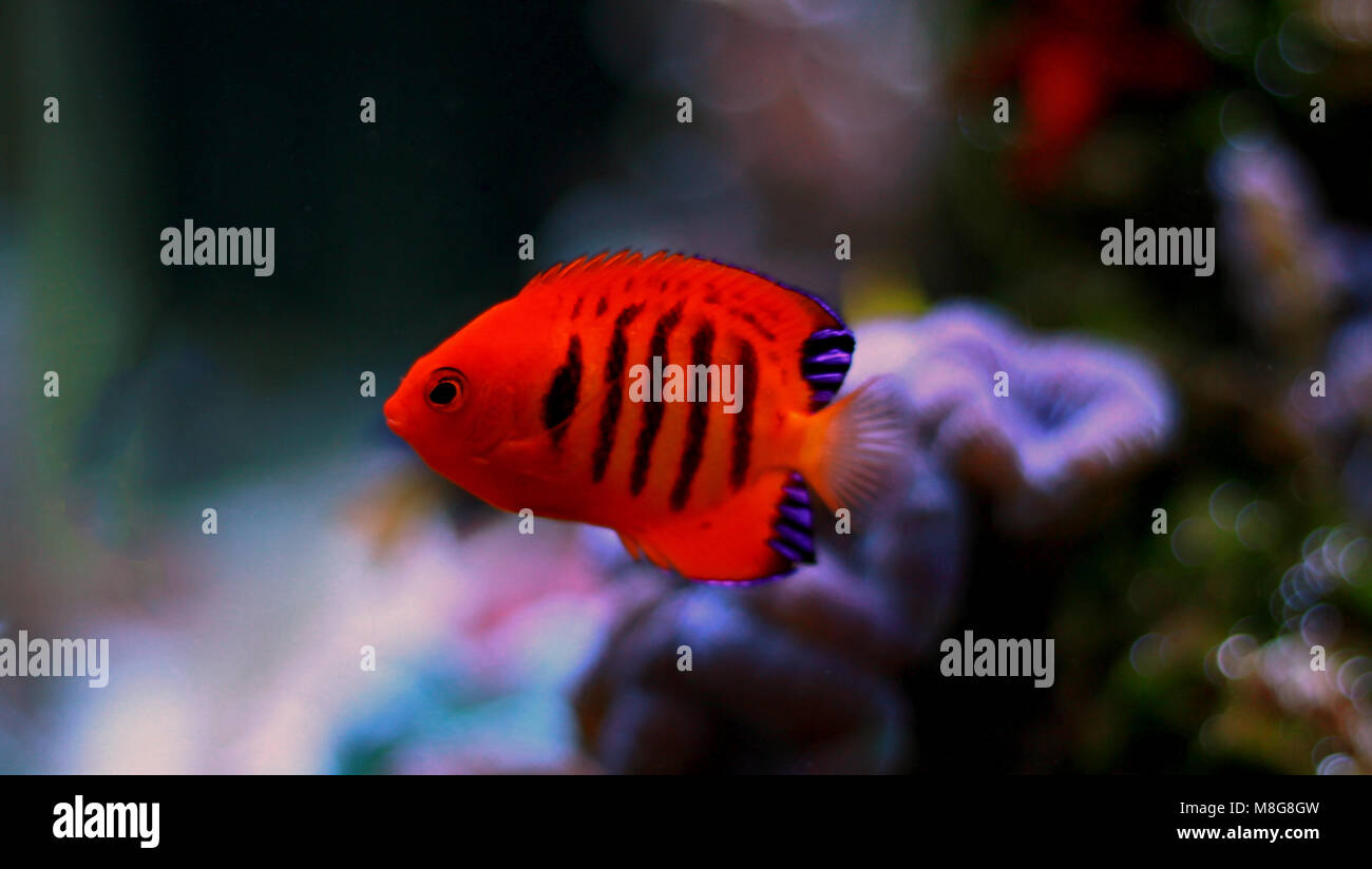 Flame Angelfish (Centropyge loricula Stock Photo - Alamy