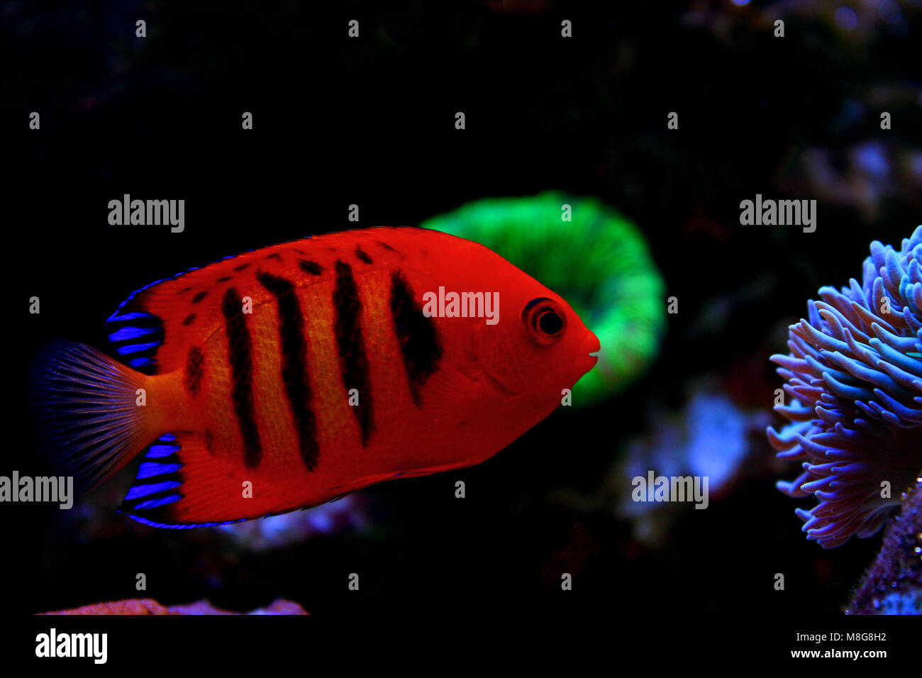 Flame Angelfish (Centropyge loricula Stock Photo - Alamy
