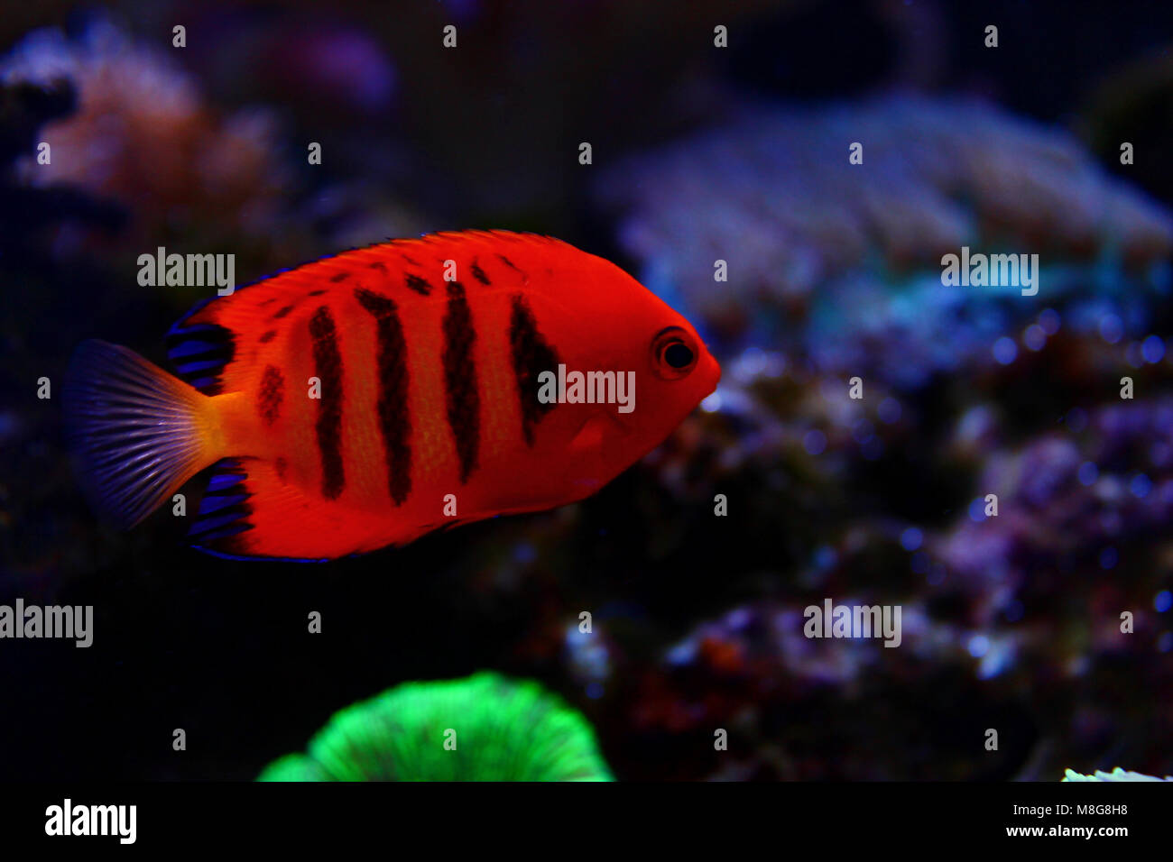 Flame Angelfish (Centropyge loricula Stock Photo - Alamy