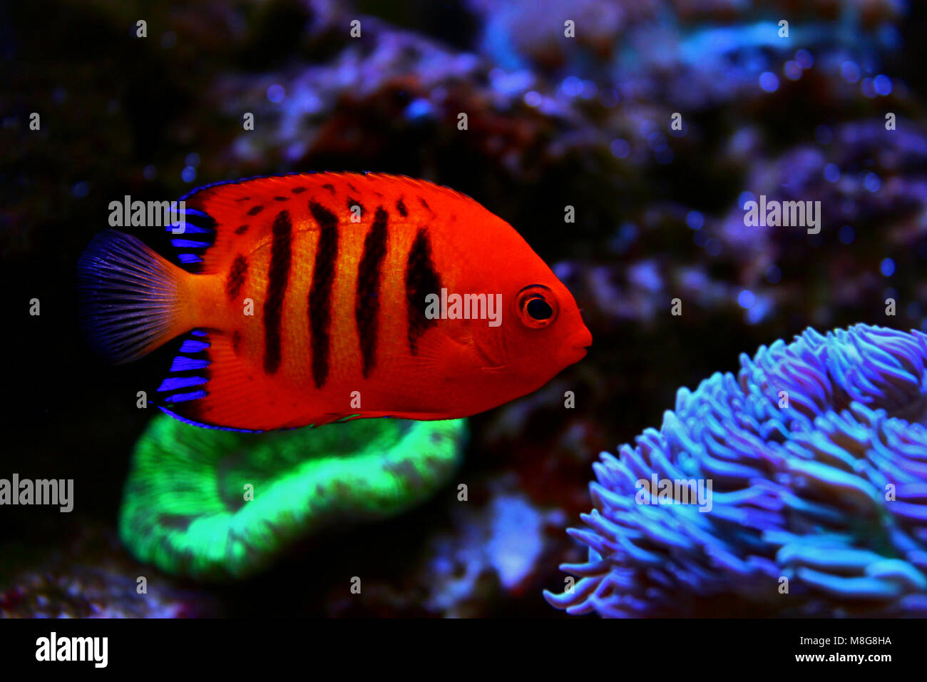 Flame Angelfish (Centropyge loricula Stock Photo - Alamy