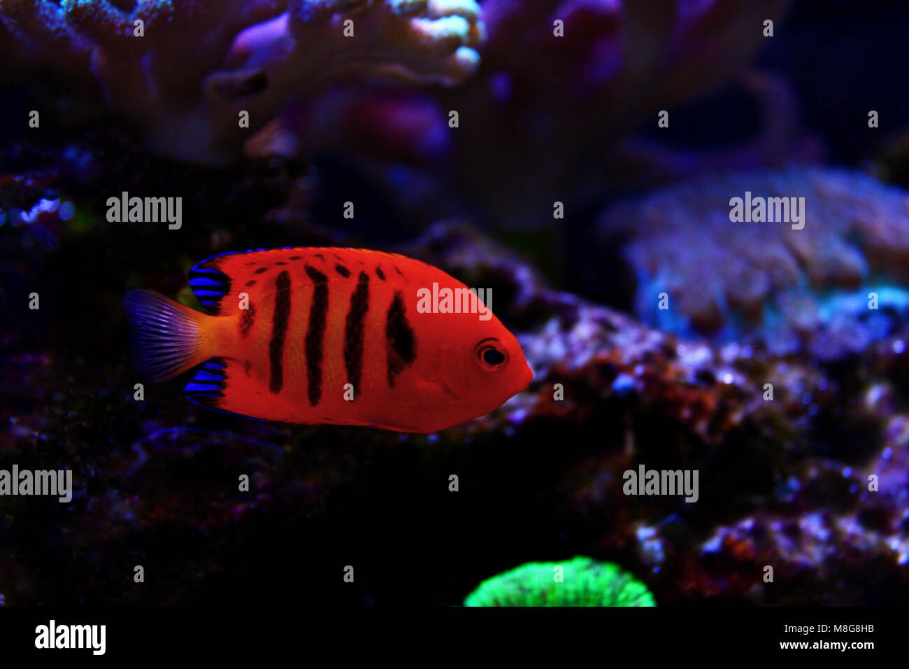 Flame Angelfish (Centropyge loricula Stock Photo - Alamy