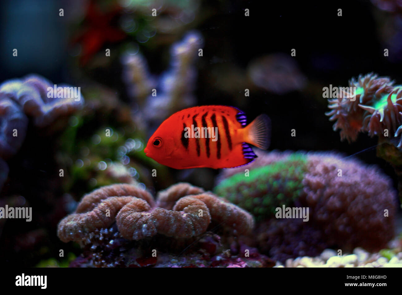 Flame Angelfish (Centropyge loricula Stock Photo - Alamy