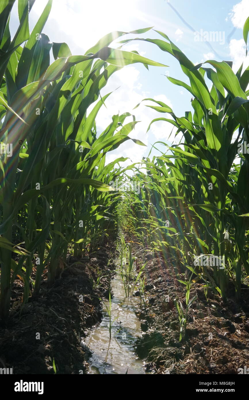 Row of corn in cornfield Stock Photo