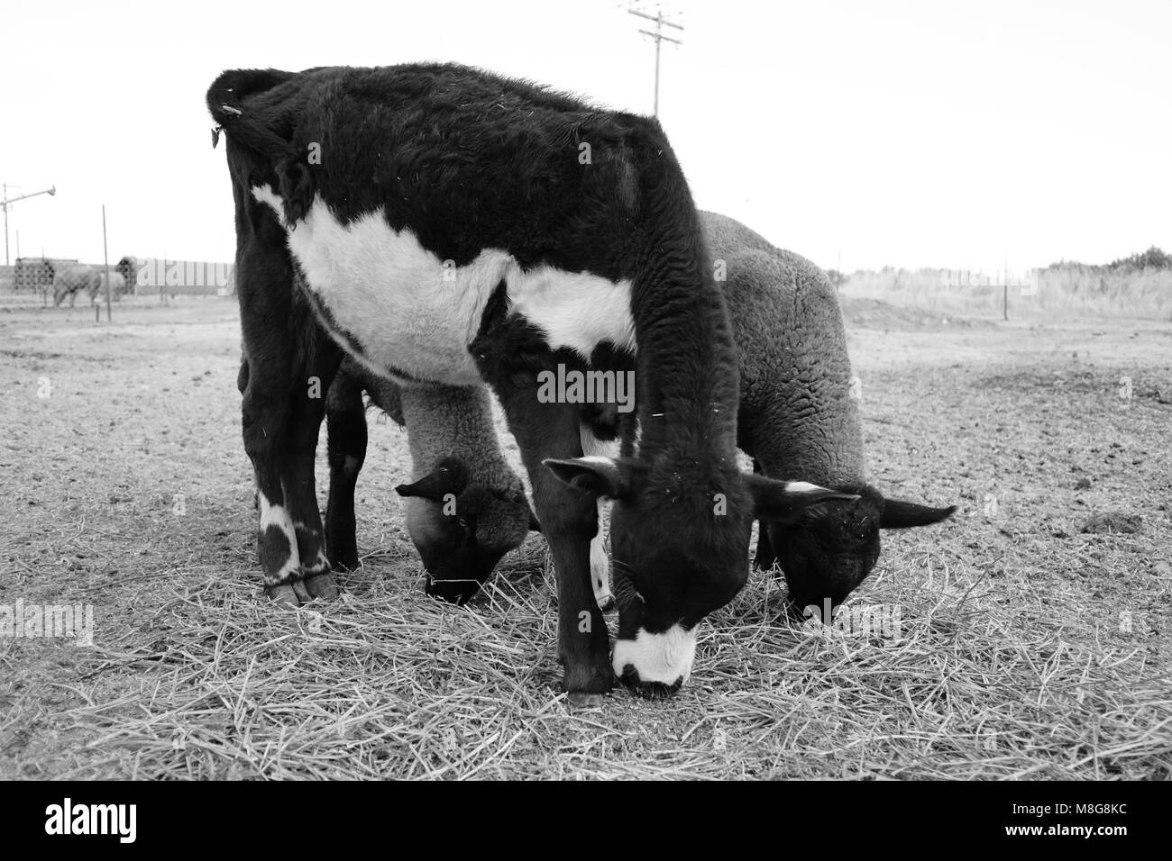 Calf and two baby sheep Stock Photo