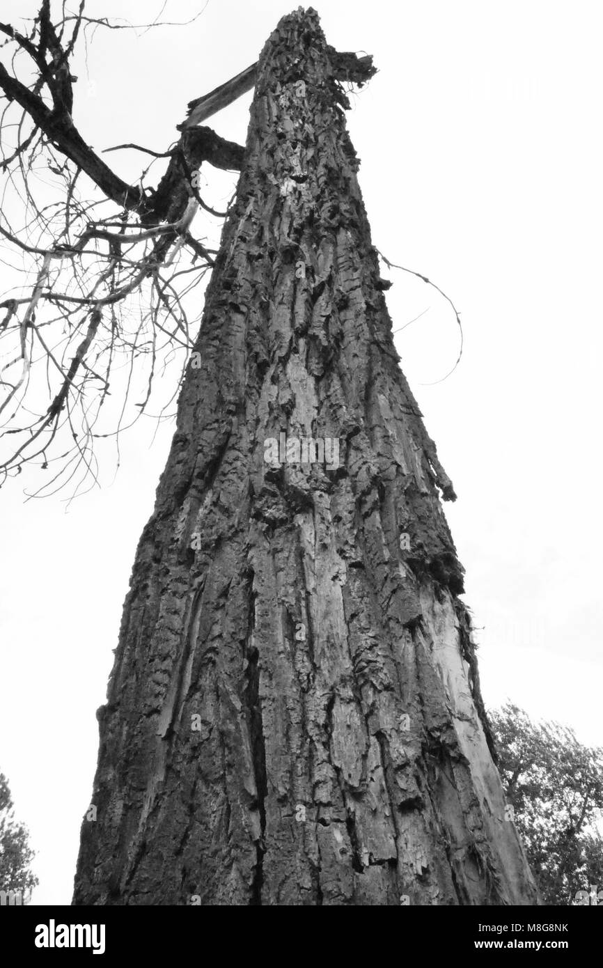 Dead tree in Pine, ID Stock Photo