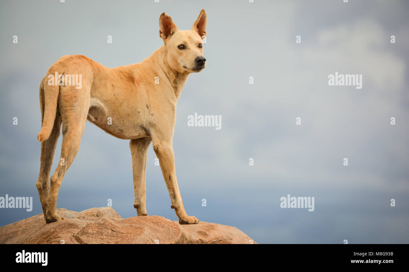 Dong standing high in the mountains Stock Photo