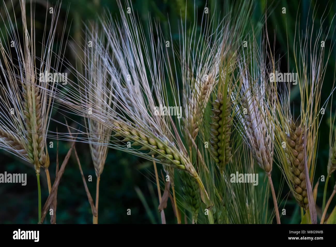 Wheat flower hires stock photography and images Alamy