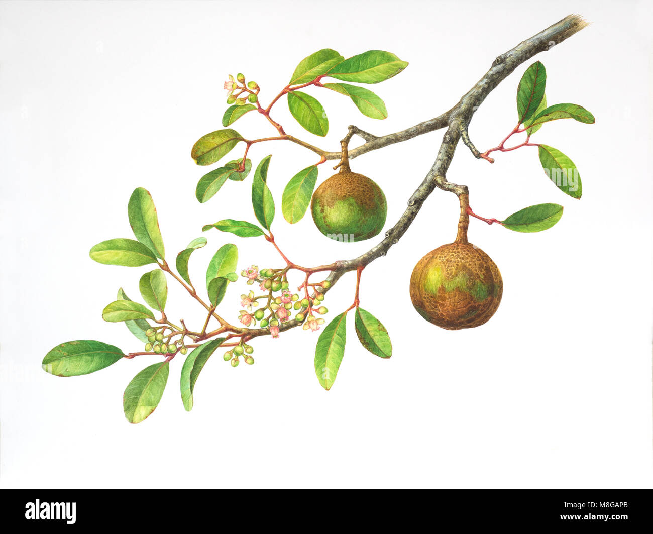 Watercolor painting of Xylocarpus granatum or cannonball mangrove on white paper Stock Photo